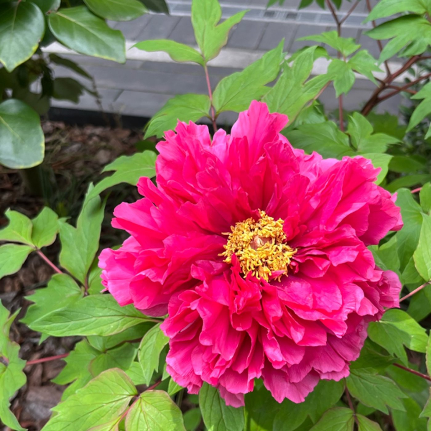 英語でマインドフルネス　Sea turtle Miso soup quiz