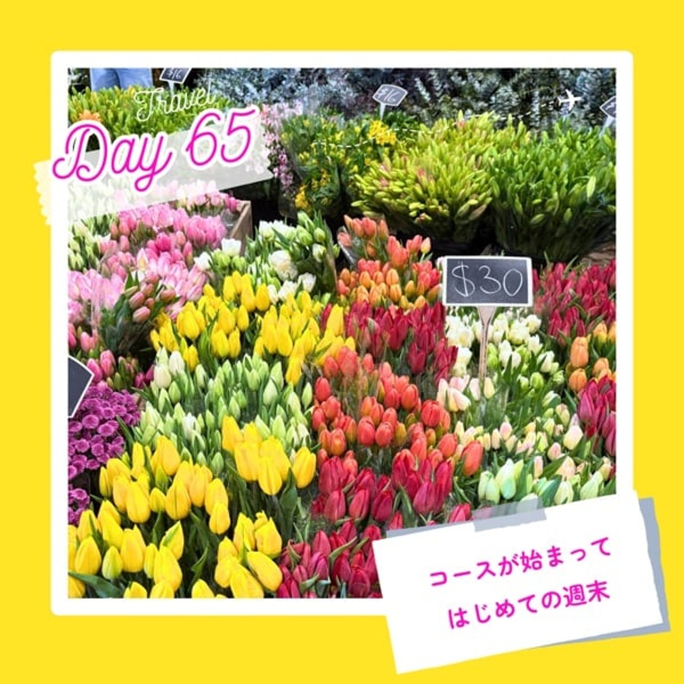 子連れMBA留学日記 in シドニー