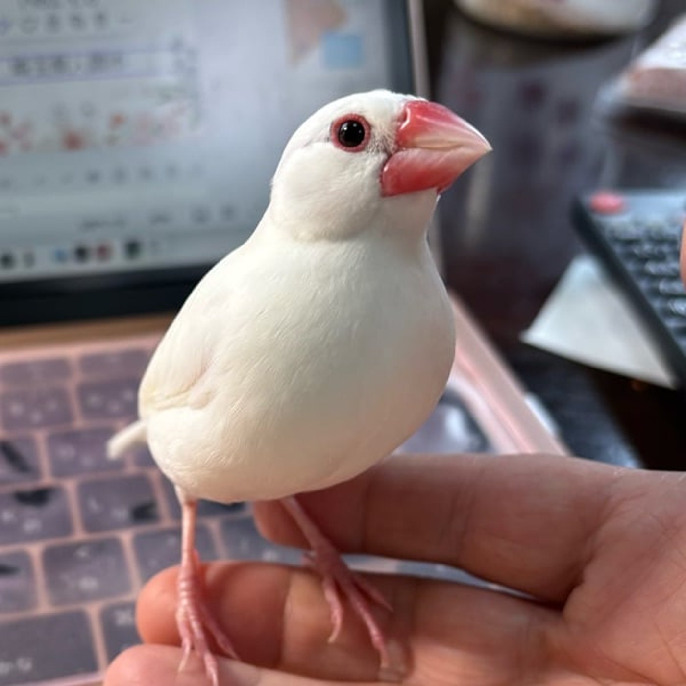 スピ好きの文鳥好きを見つけた話 episode artwork