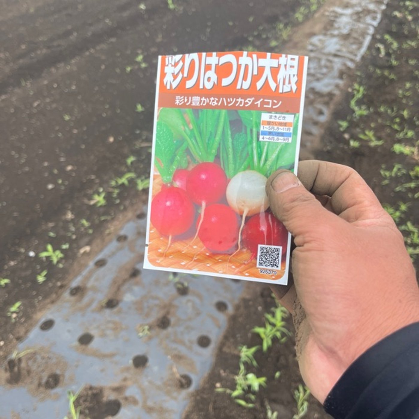 #398 二十日大根、枝豆の播種、ミニトマトの定植を行いました episode artwork