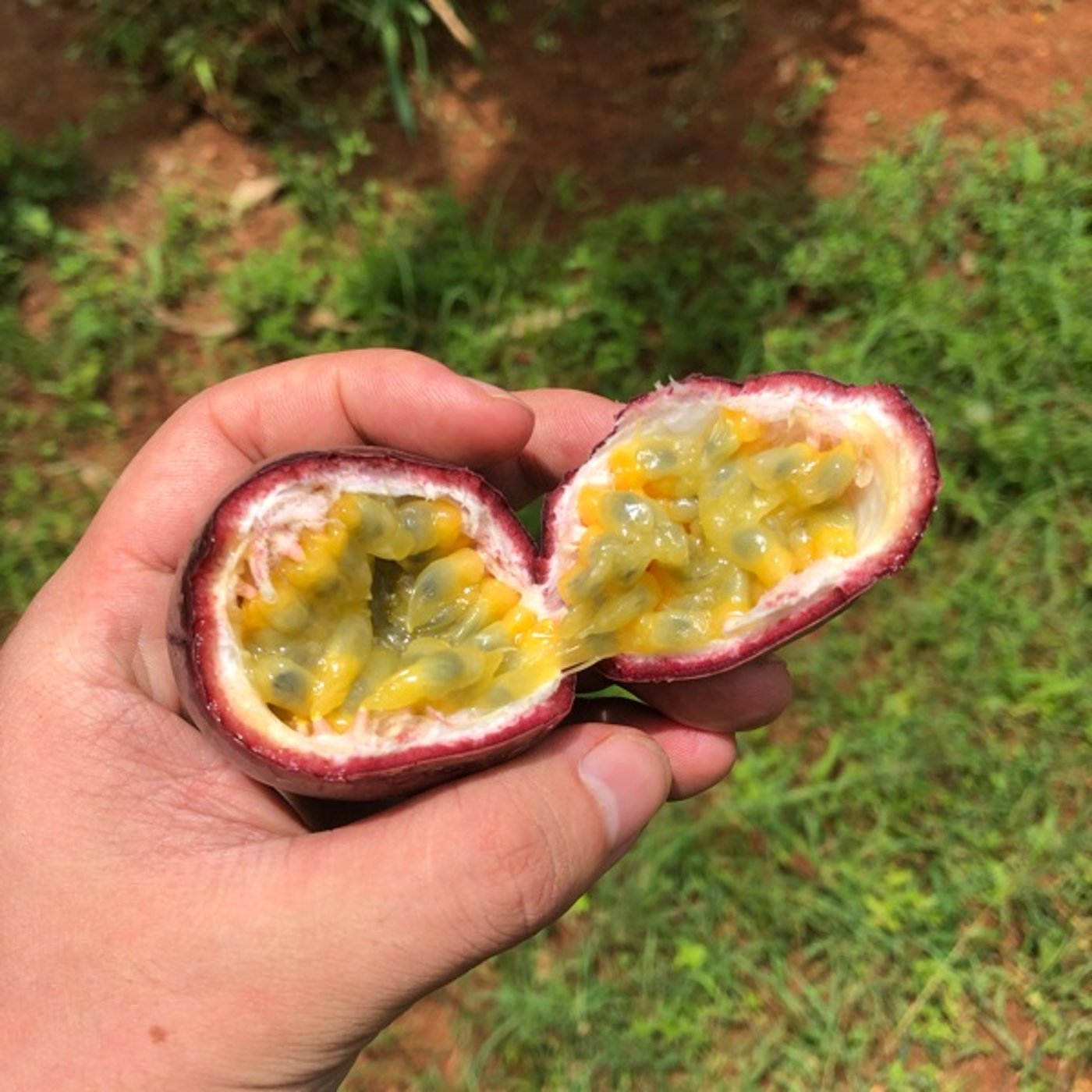 【#46 🇲🇽🇨🇲 語学試験どうだった？！】