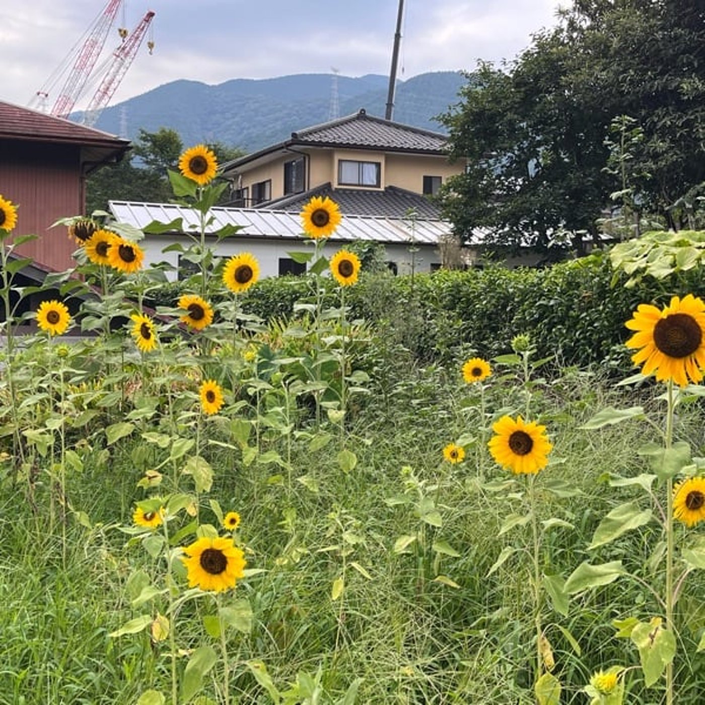 #1068【風の谷通信】ひまわり畑🌻プロジェクトへ向けて