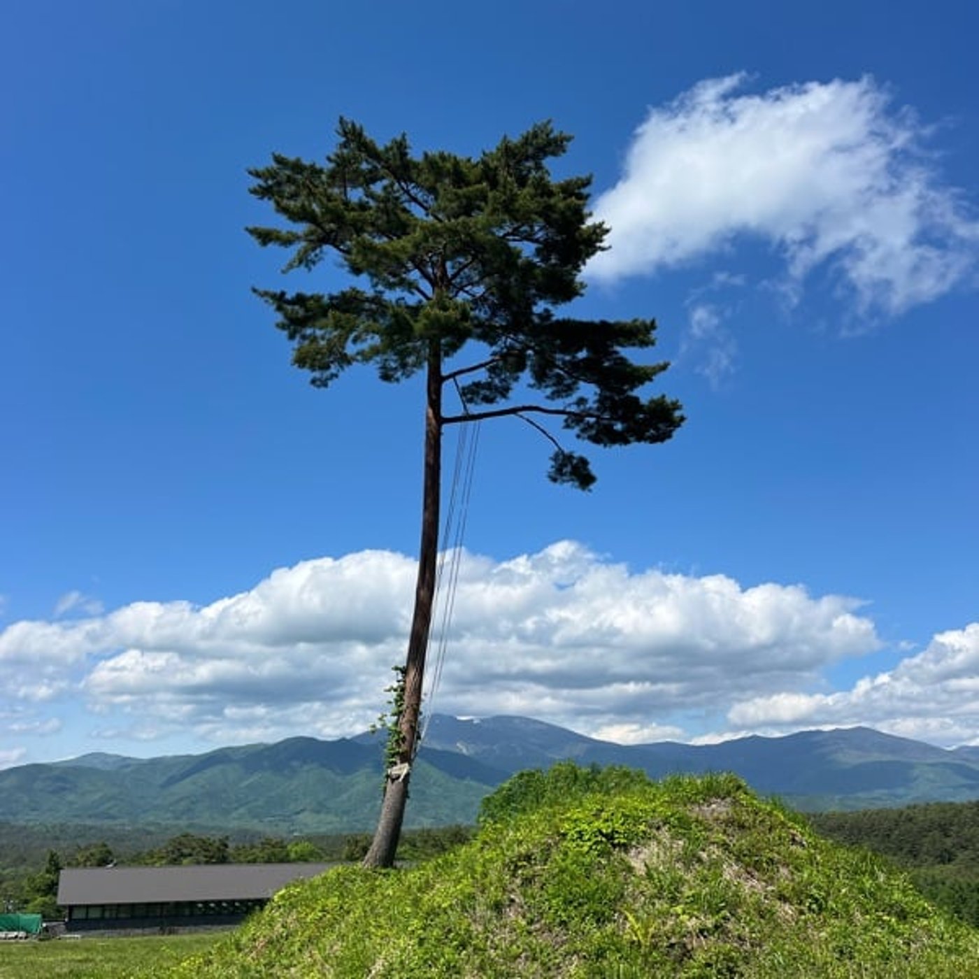 #1080 この夏の勝手な予報と息子から学んだ剛と柔