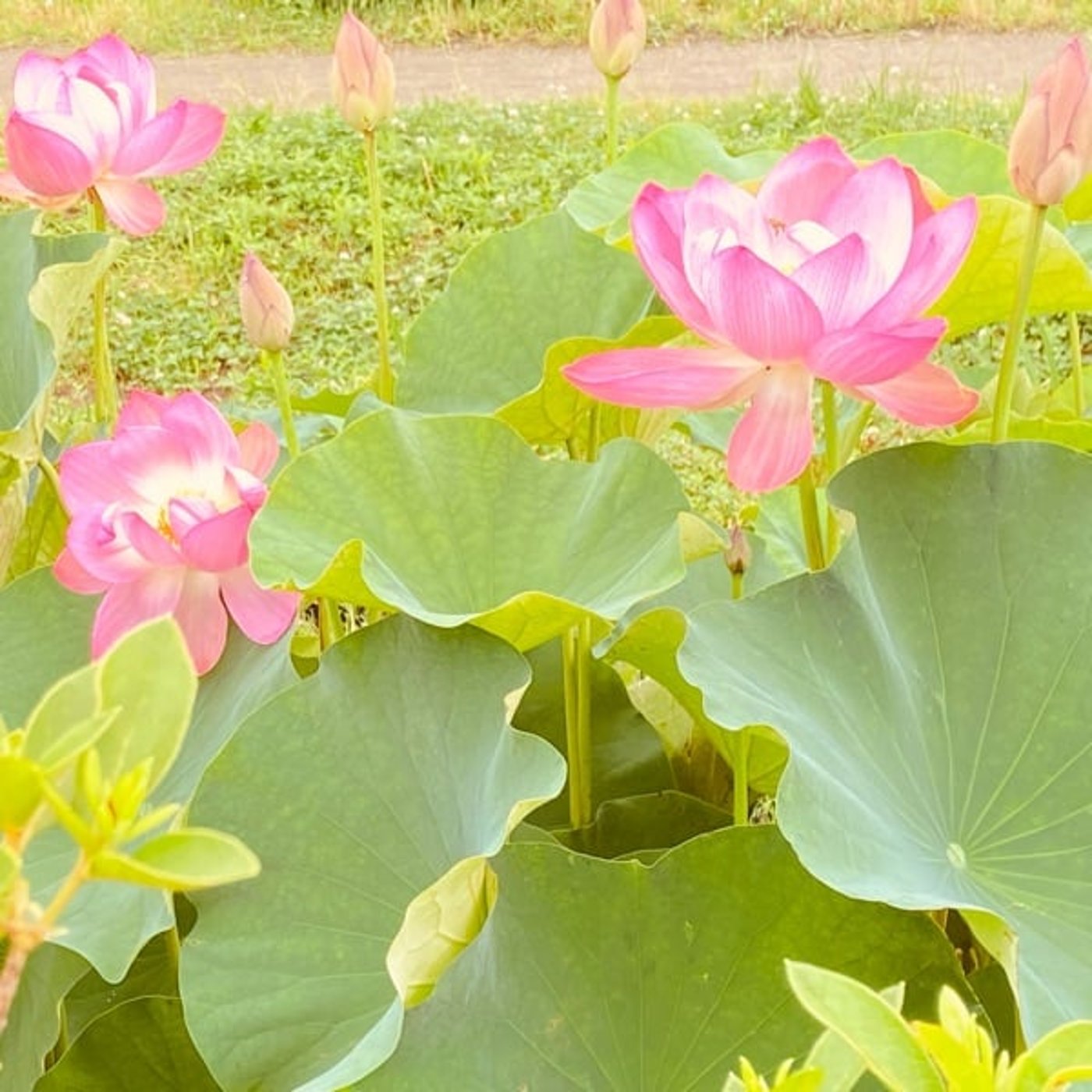 日常を紡ぐ✴︎ 心音