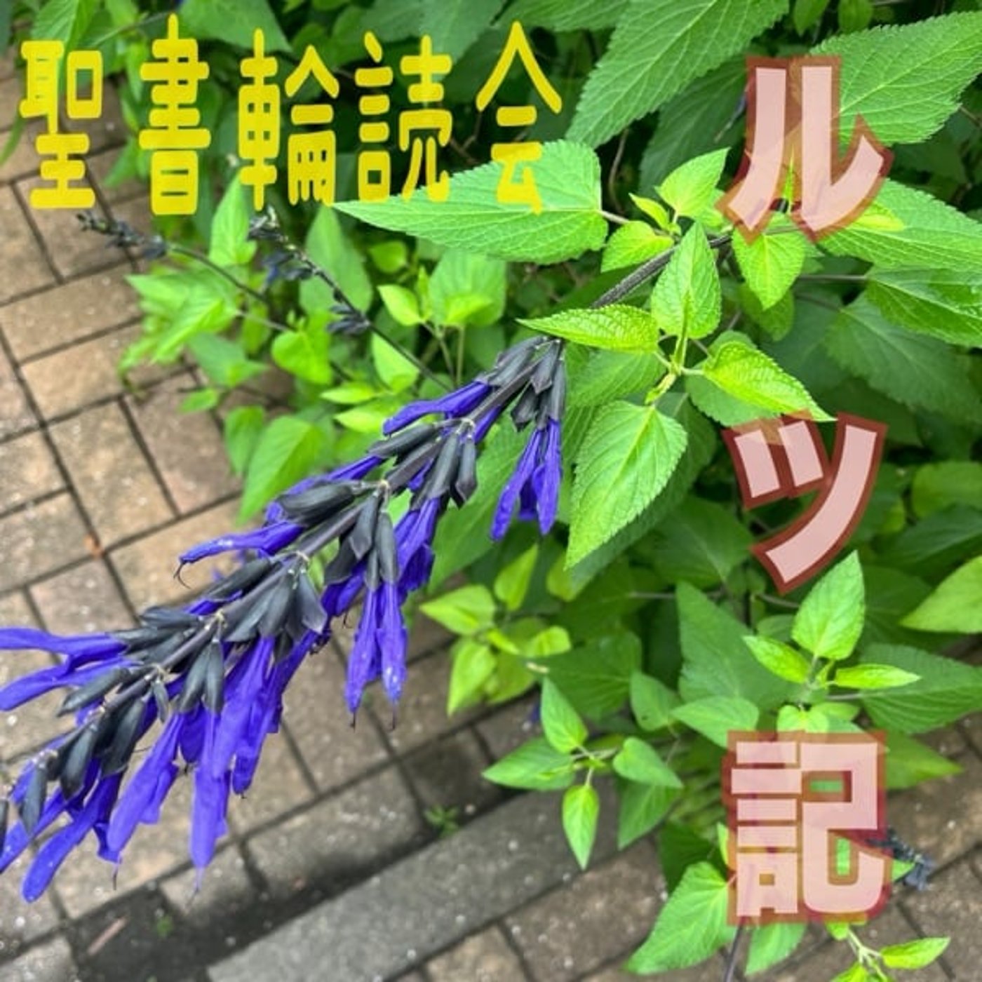 ルツ記　3章4章　聖書輪読会#127 episode artwork