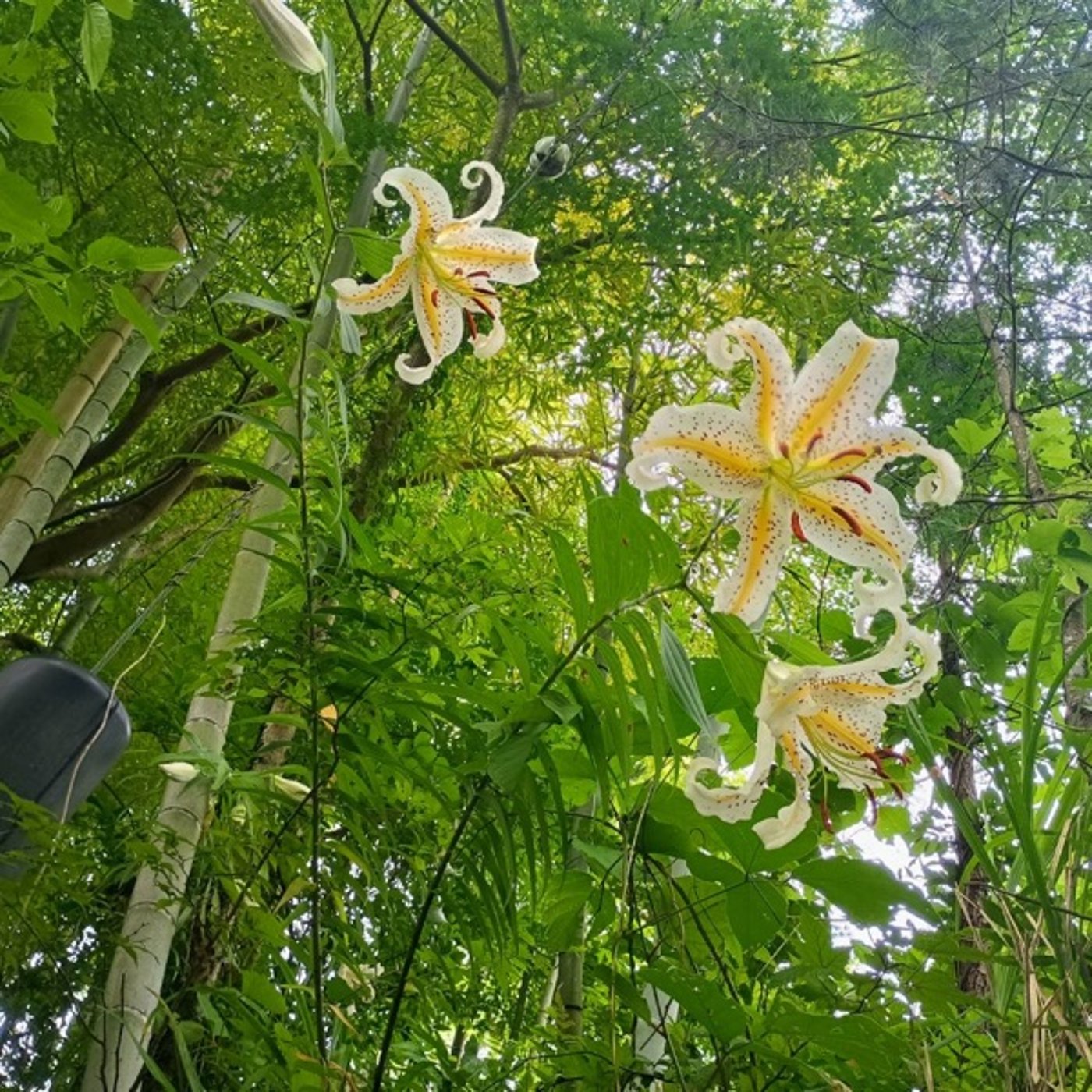 #1098 【風の谷通信】台風５号の接近とニホンミツバチその2