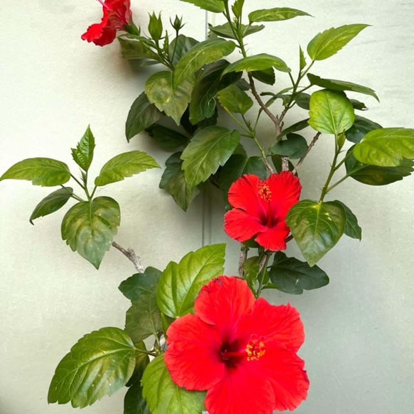 5分　英語でマインドフルネス　21時まで？