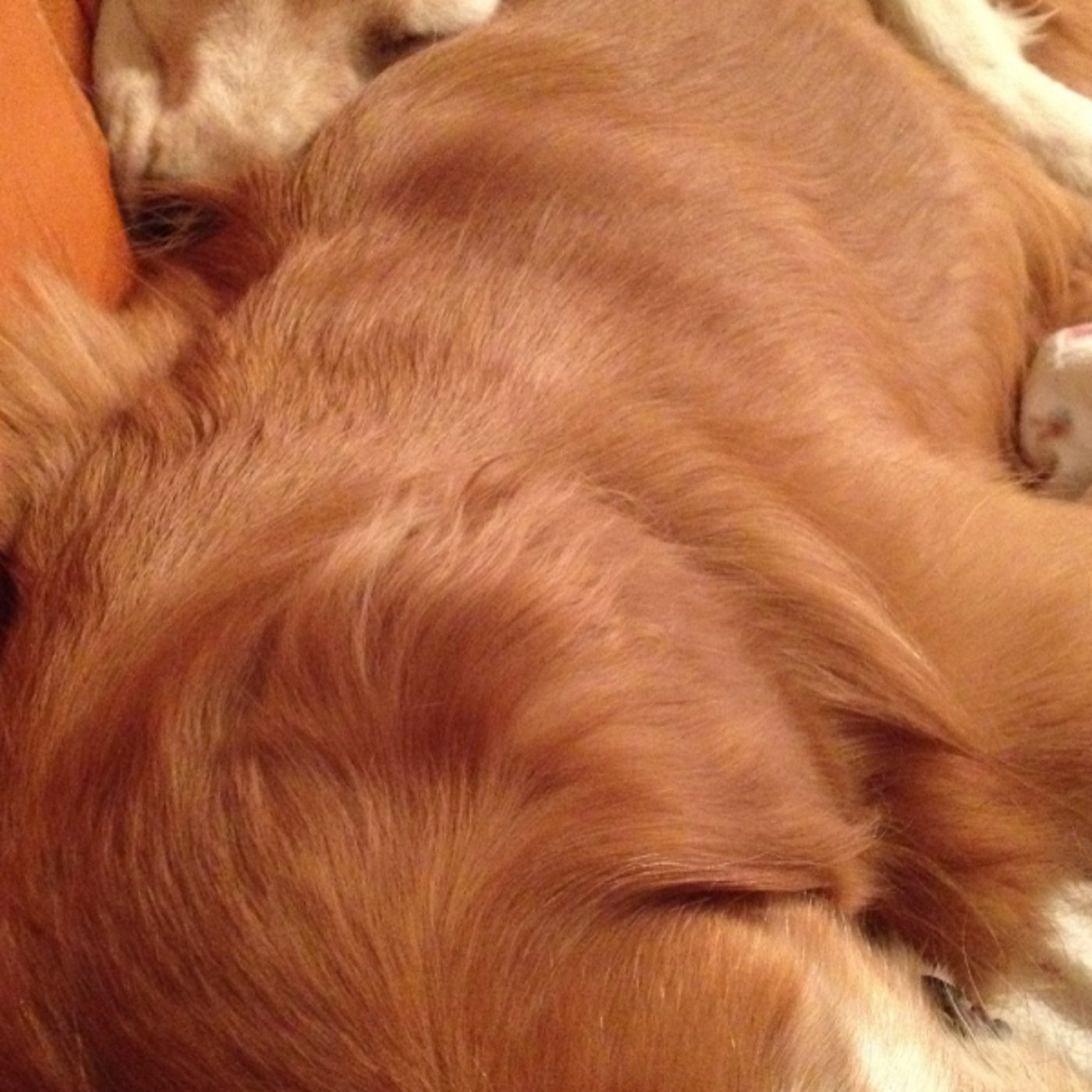 ゴールデンレトリーバーの毛⭐︎直感を磨くためのヒント✨10分朝ワーク♪ ゴールデンレトリーバーの毛⭐︎直感を磨くためのヒント✨10分朝ワーク♪