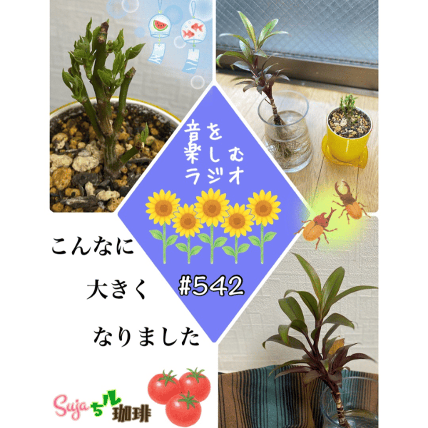 【全体公開】#542 珈琲瞑想🫘🕯️✨& こんなに大きくなりました🪴✨ episode artwork