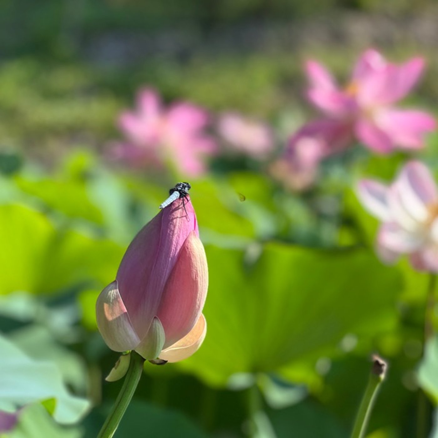土用は丁寧に暮らせというけれど... episode artwork