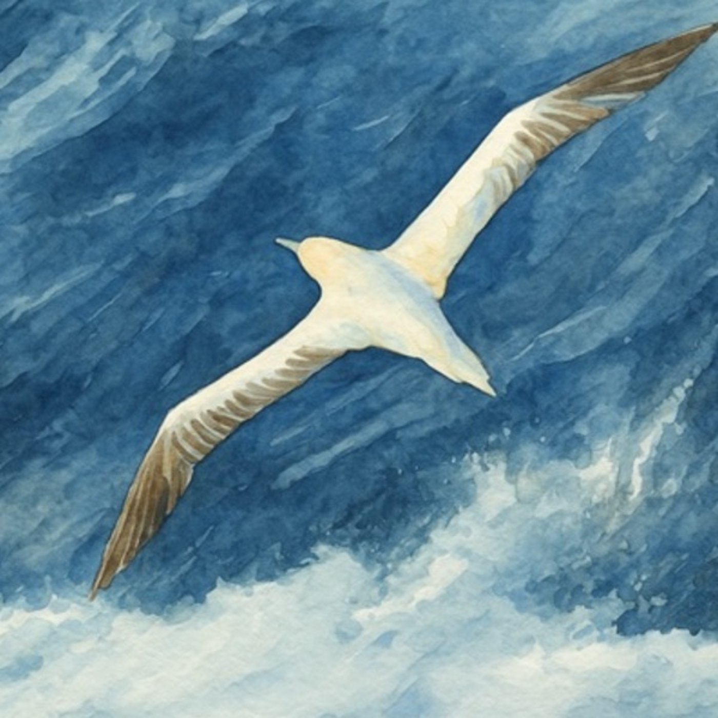 風を読む鳥―アカアシカツオドリの省エネ飛行術(25.08.14) episode artwork