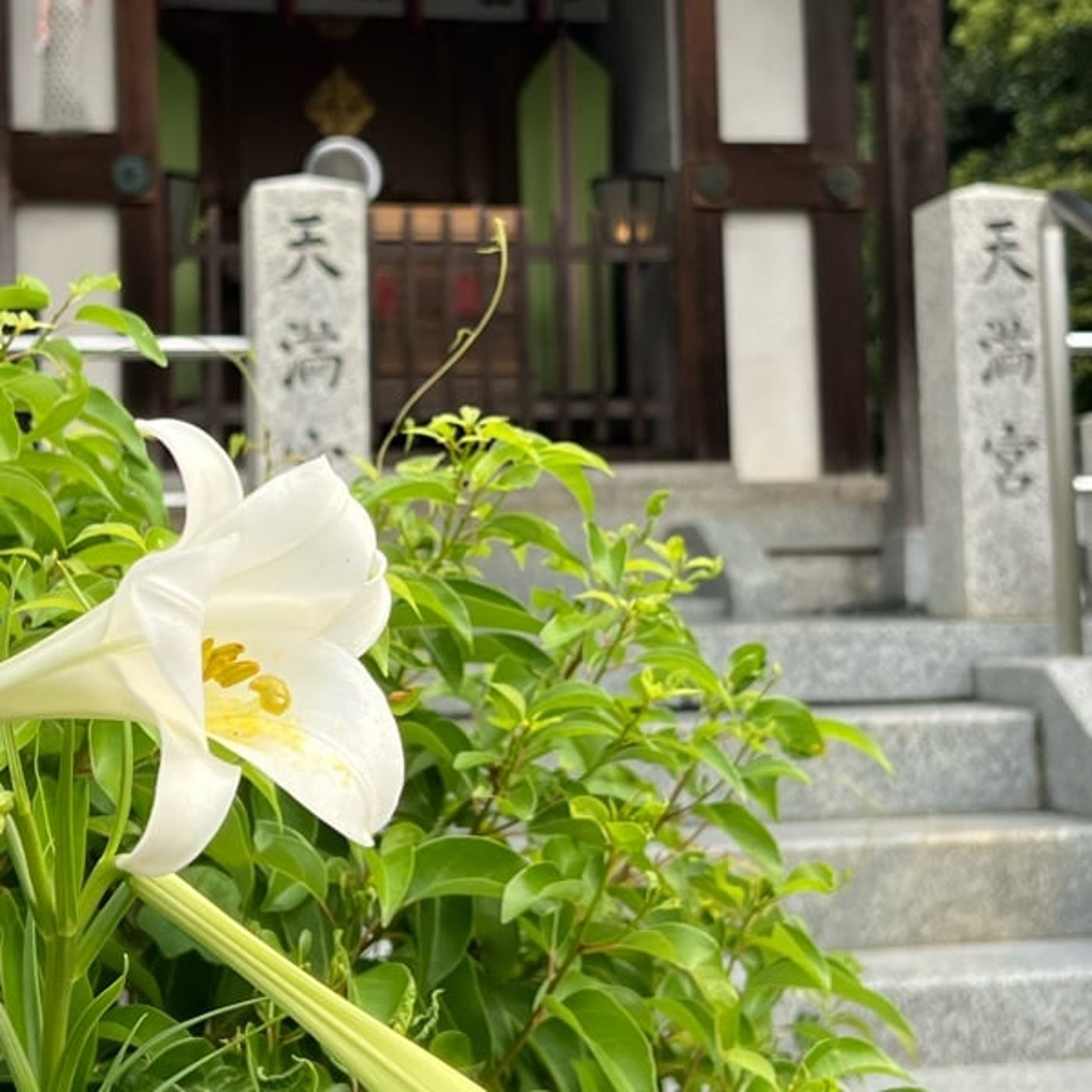 The Roseから海の声、島唄まで