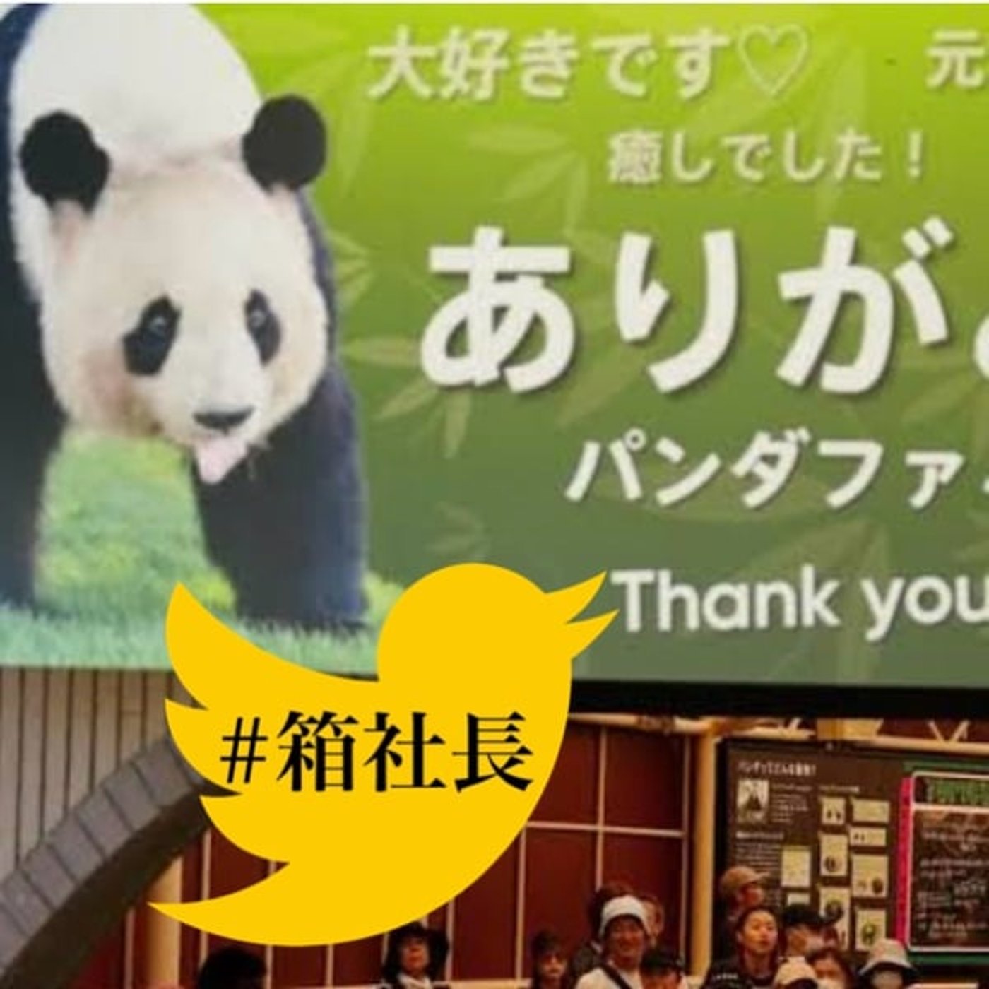 #箱829.和歌山のパンダ🐼不在問題！そこでとんでもない打開策が話題に！
