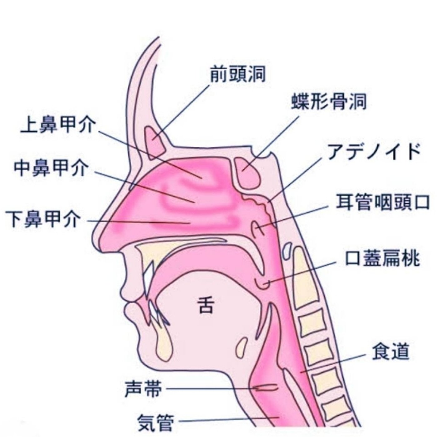 第3回  声が下手くそ