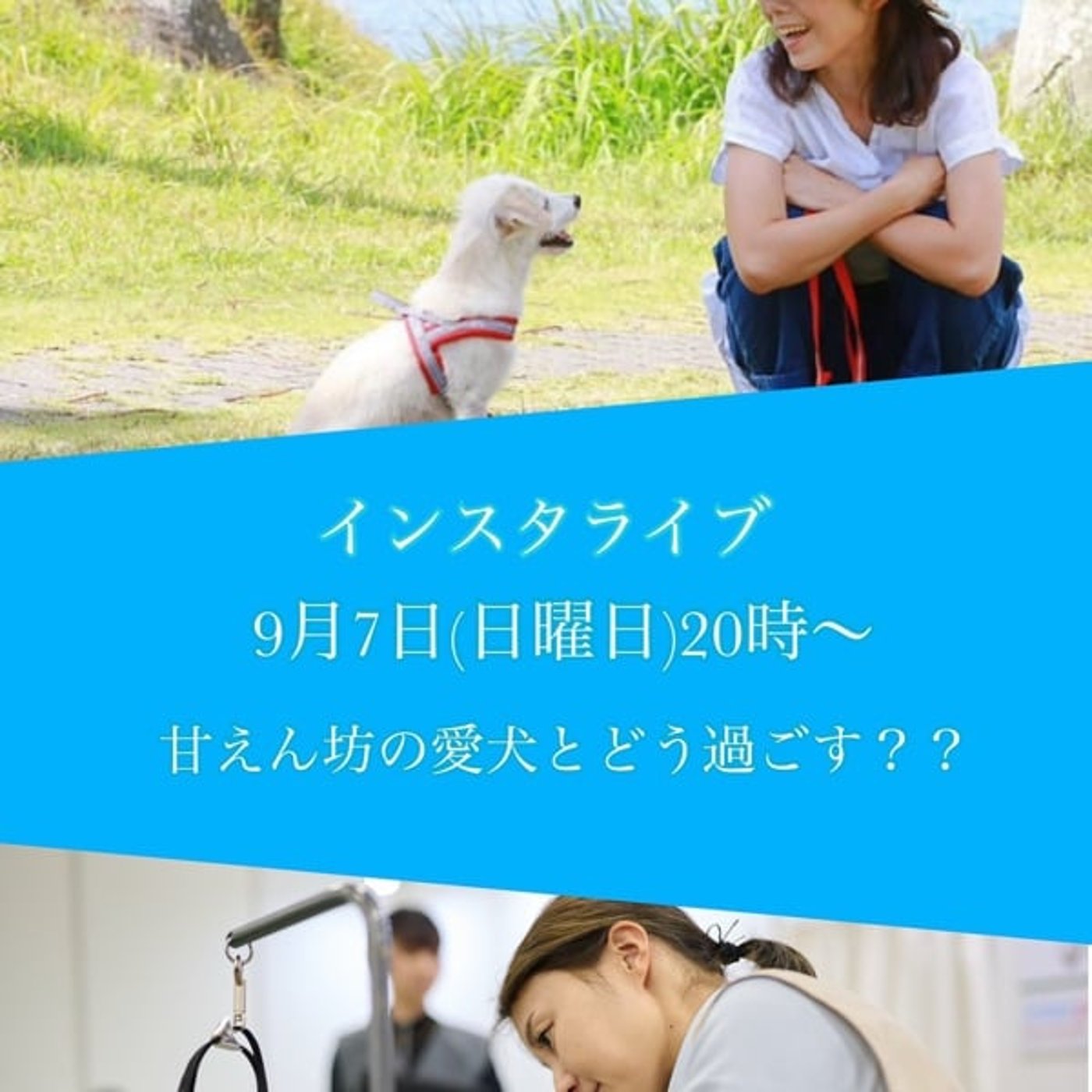 甘えん坊の愛犬とどう過ごす❓《前半》犬のプロ🐶コラボライブ(インスタ同時)