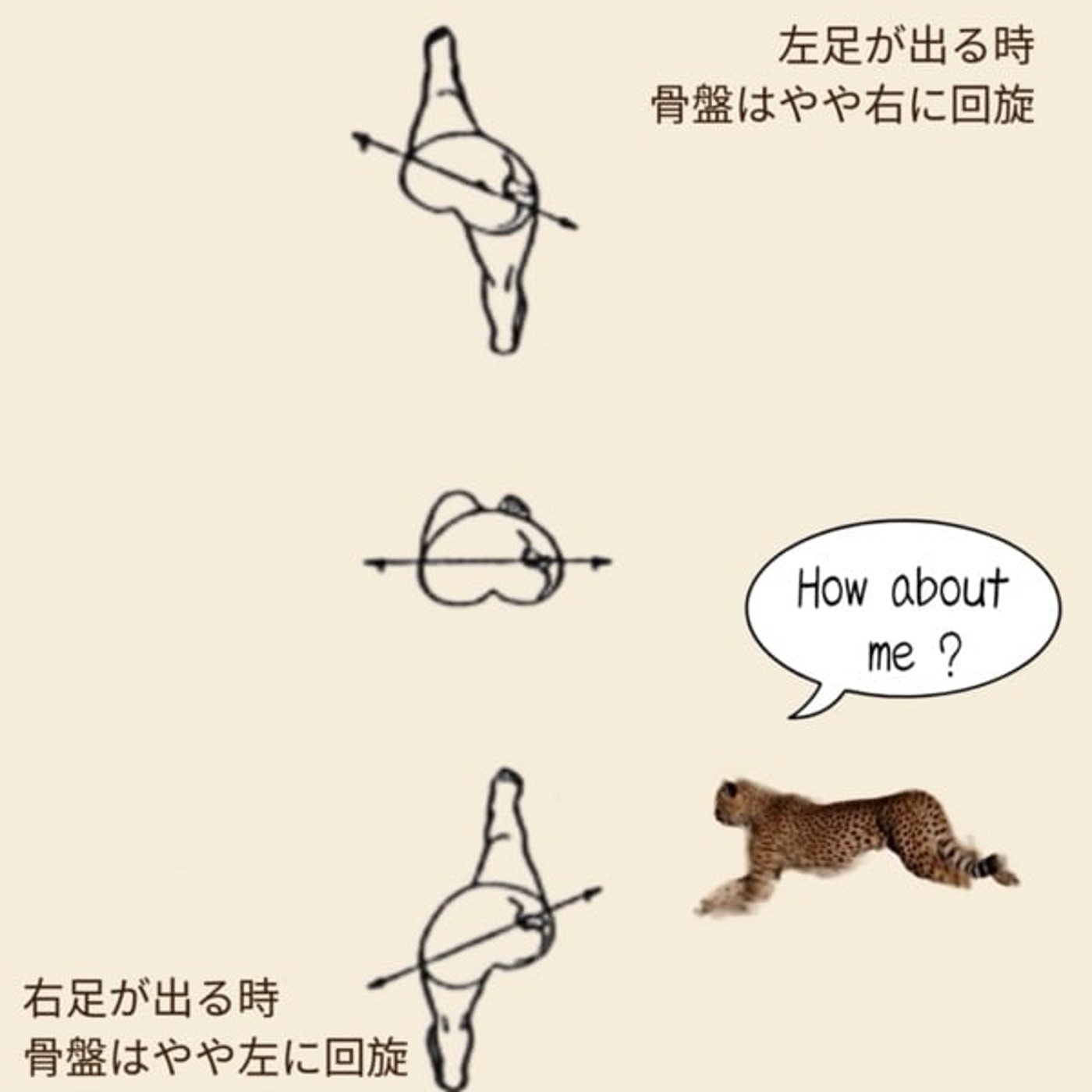 歩きかた。人間は回旋、犬は波。