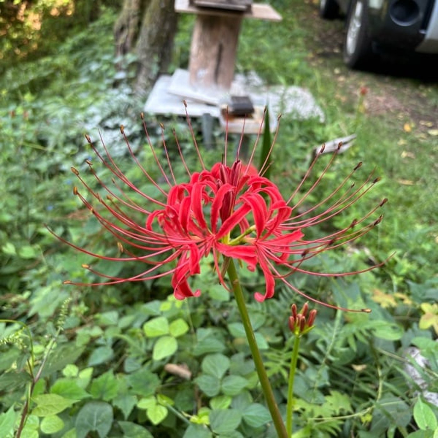 #1164 曼珠沙華と秋の森
