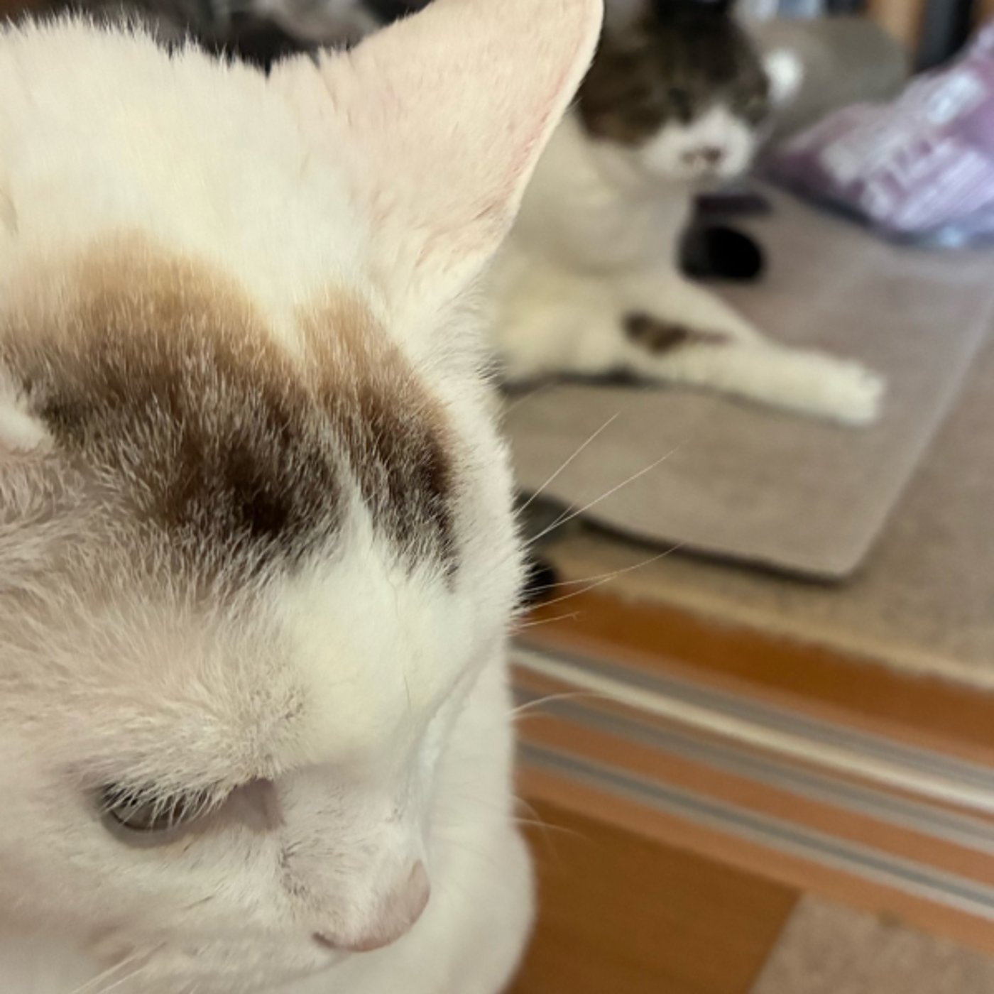 とにかくソラは猫なので