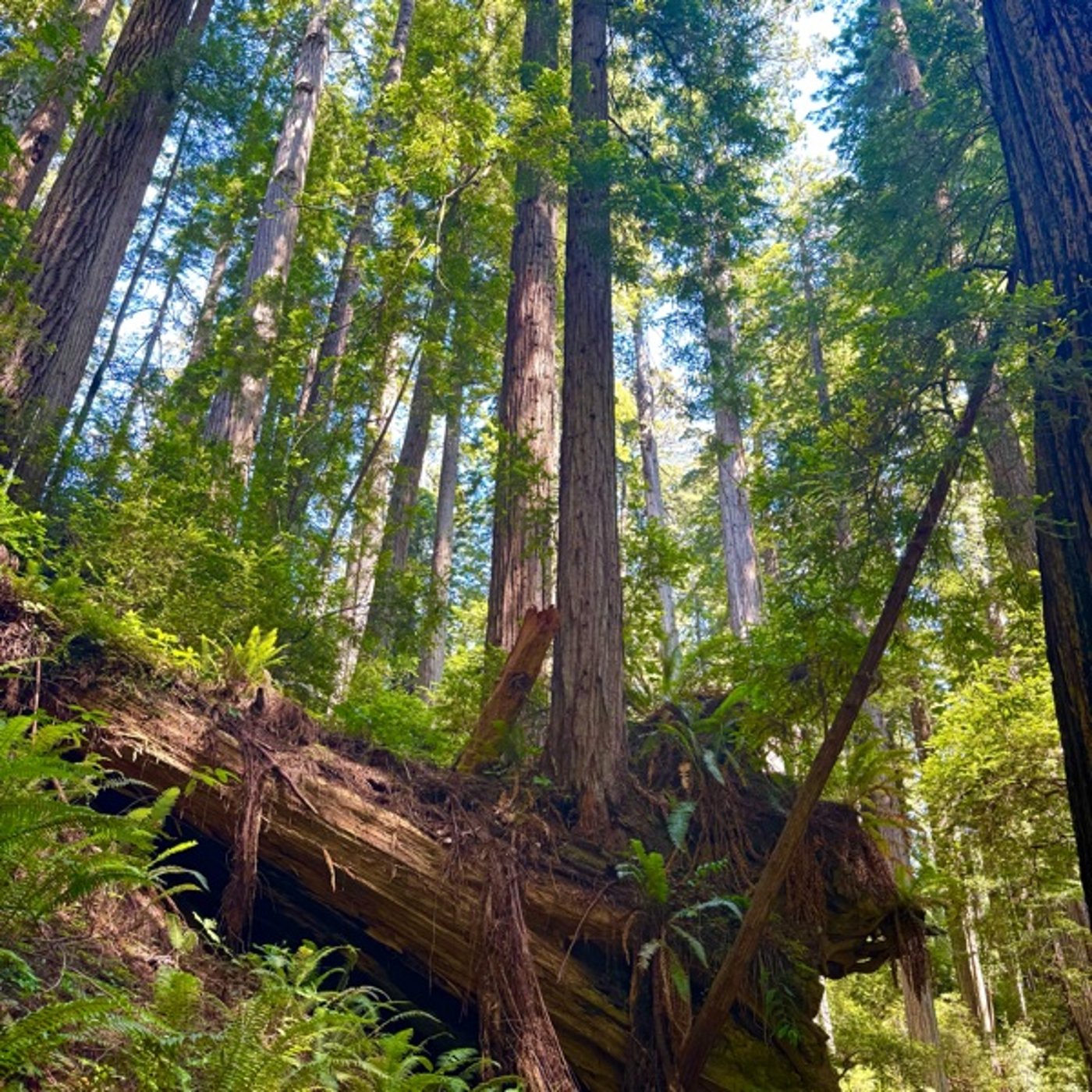 #44 Redwood National Parkのご紹介 episode artwork
