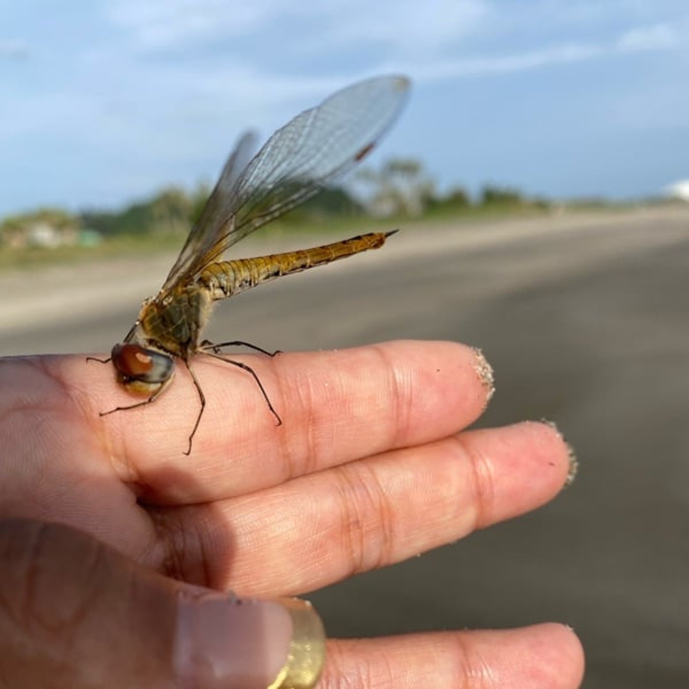 #013愛犬チャイ君が亡くなった朝トンボとお散歩さしてくれた不思議な
