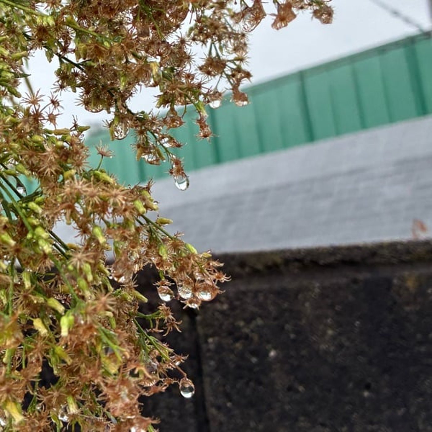 結局なんでも、自分ごとなんさなぁ【朝さんぽ10分】