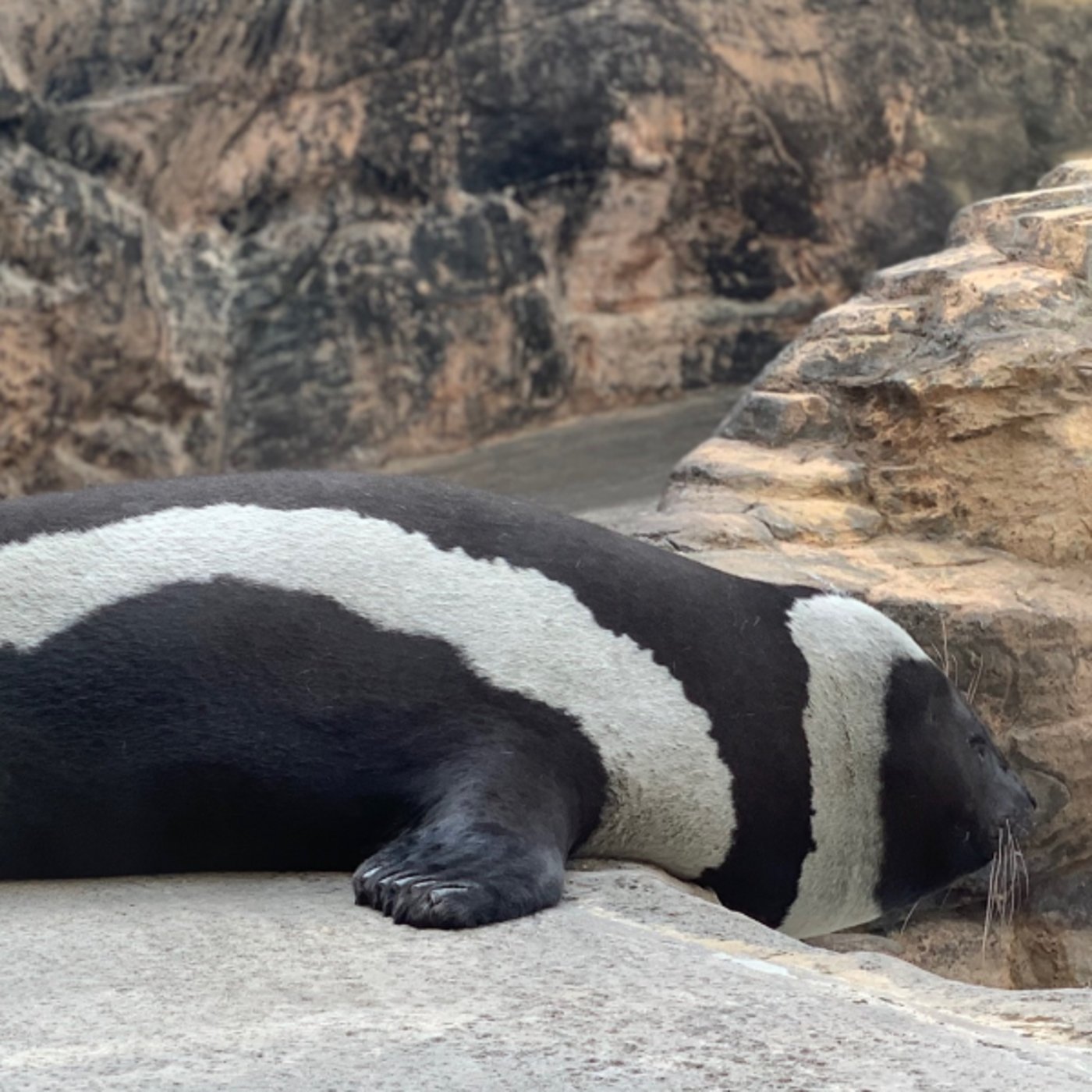 #42 M-1終わりでカイちゃん梨ランキング決勝生配信🍐