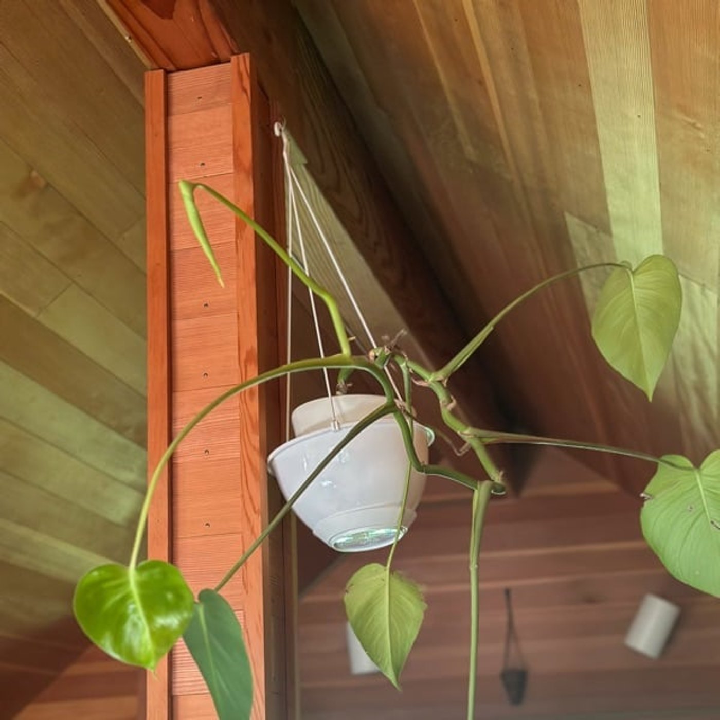 静かに弾き語る🍋 静かに弾き語る🍋