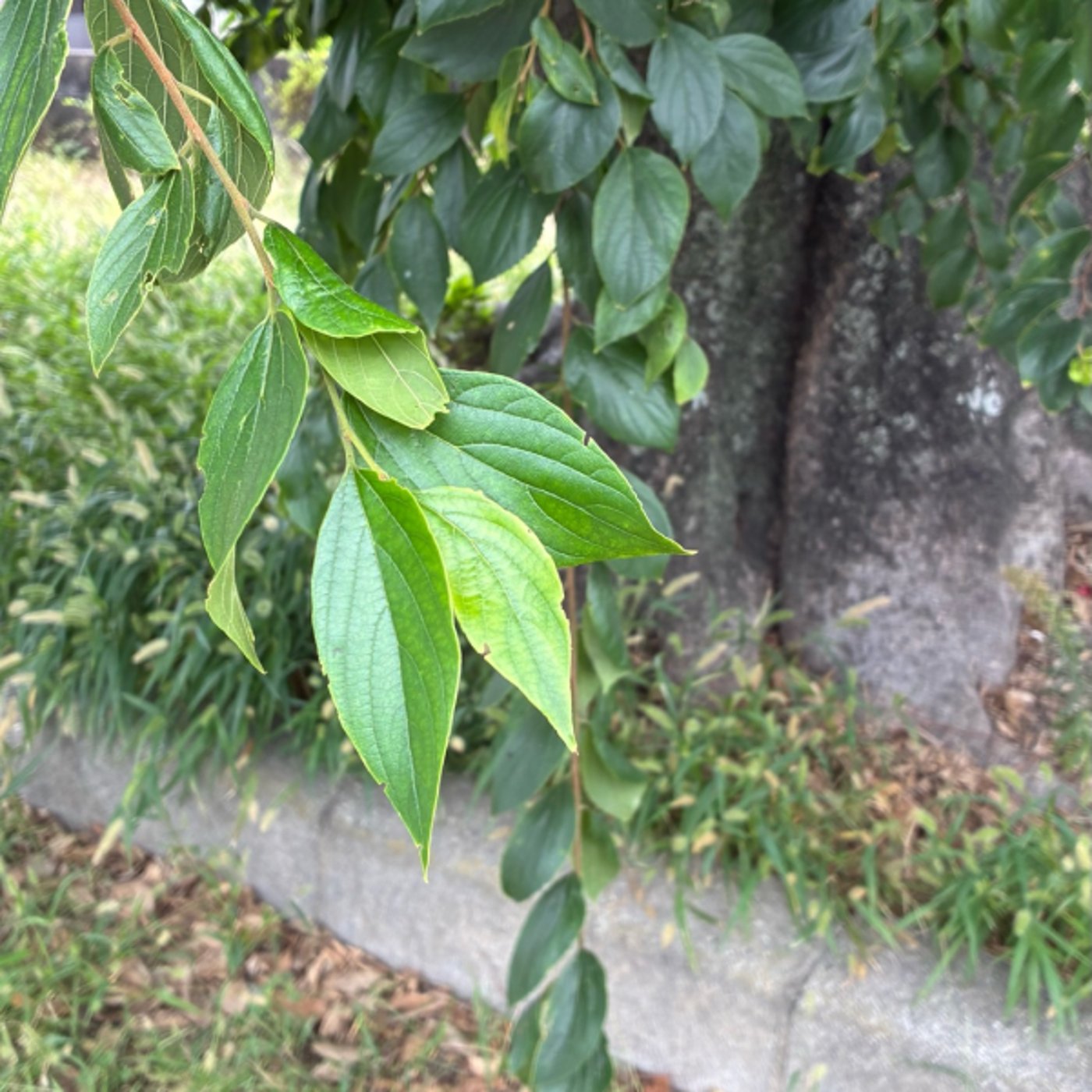 朝さんぽ10分