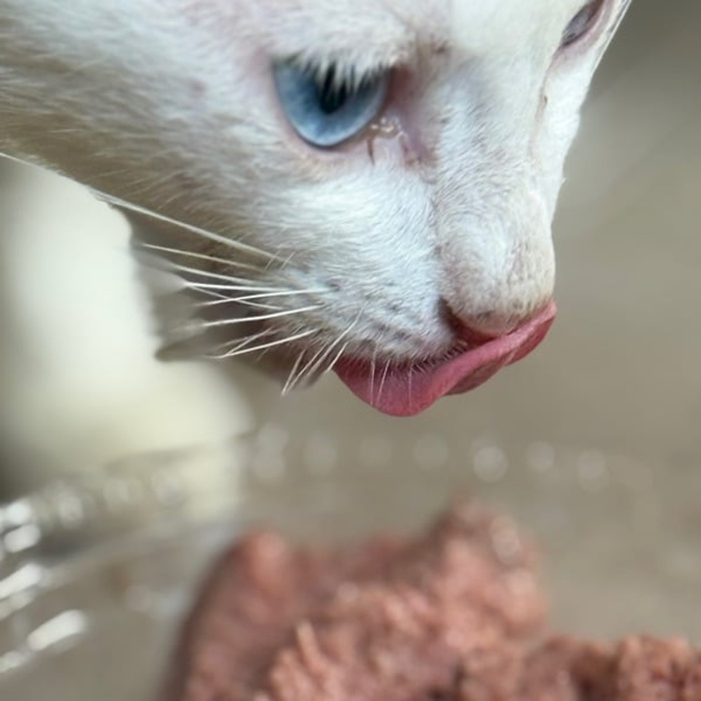 カンボジアで猫に餌あげて考えさせられたやつ カンボジアで猫に餌あげて考えさせられたやつ