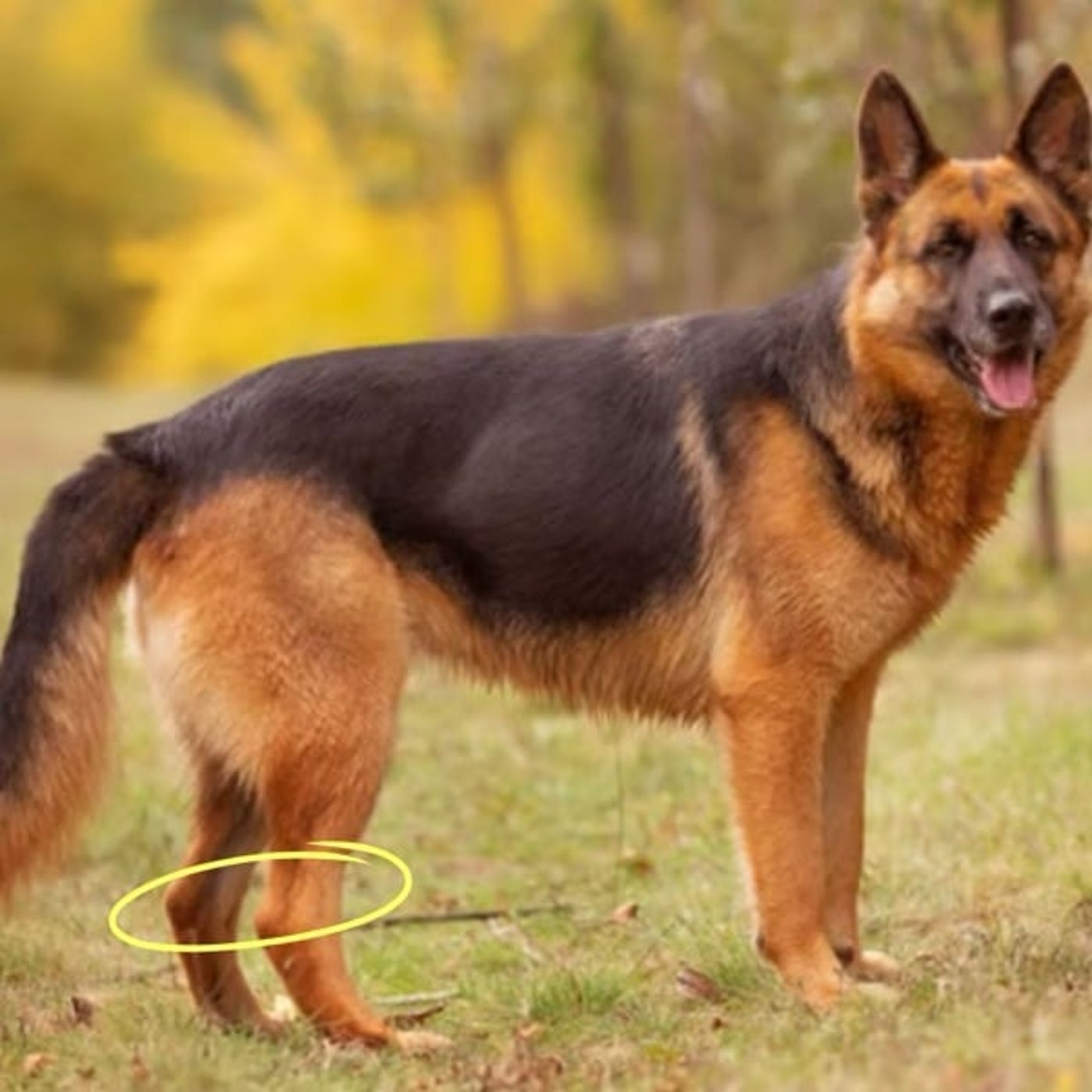 かかとをつけることは休むこと〜かかとで息をつく〜