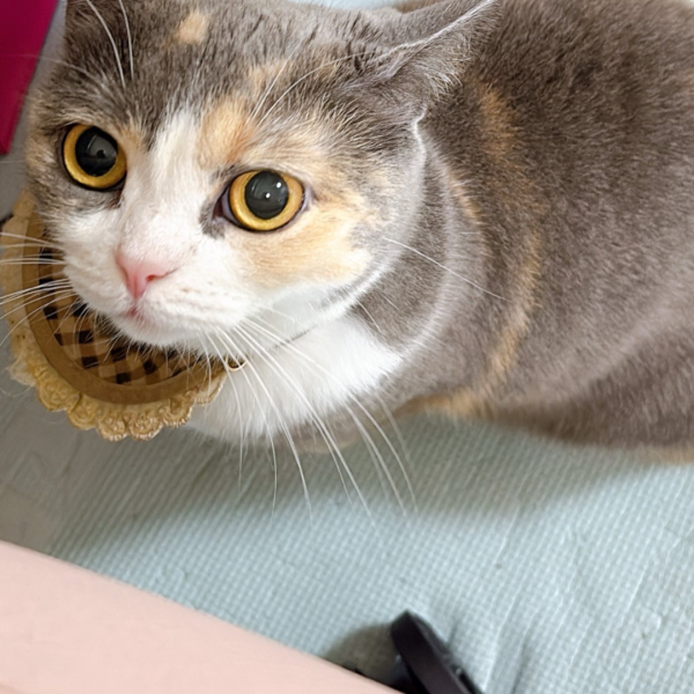 10/21🦐スナック甲殻類🦀