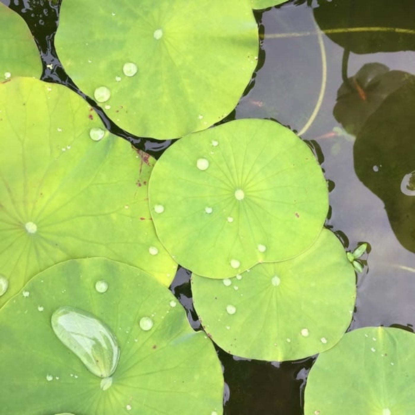 # 84. 疲れた顔色、冷え、むくみ…それ”血管年齢”のサインかも? # 84. 疲れた顔色、冷え、むくみ…それ”血管年齢”のサインかも?