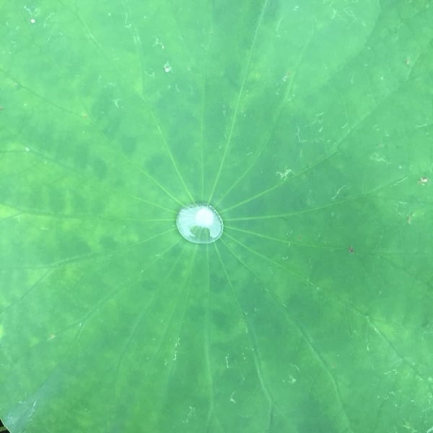 血管をしなやかに整える【巡りヨガ】 血管をしなやかに整える【巡りヨガ】