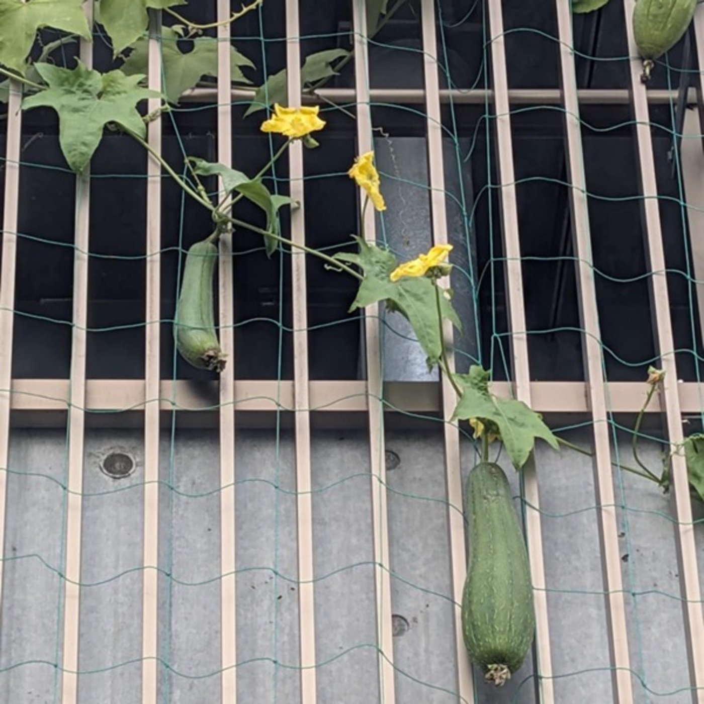 『話半分で👍🏻』 #1523  ‘25,10,23 霜降 モルの日 『話半分で👍🏻』 #1523  ‘25,10,23 霜降 モルの日