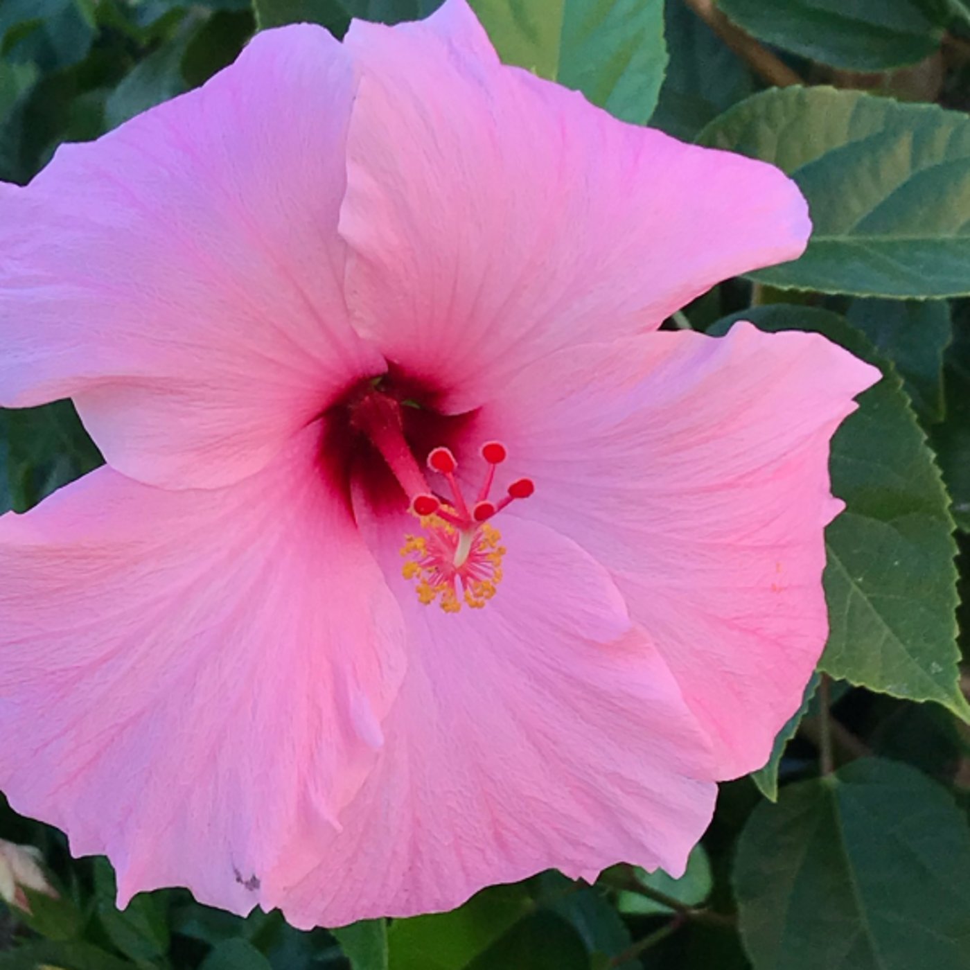 ピンチはチャンス⭐︎直感を磨くためのヒント✨10分朝ワーク♪ ピンチはチャンス⭐︎直感を磨くためのヒント✨10分朝ワーク♪