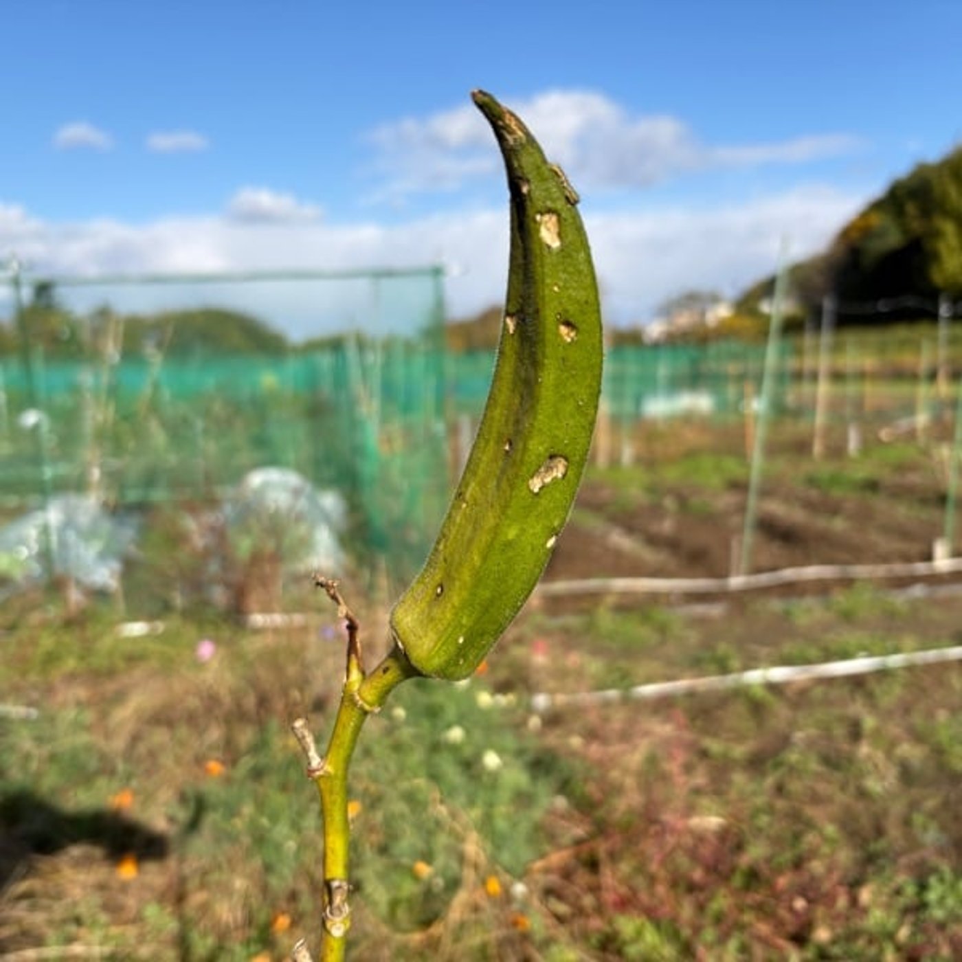 10.26 朝ライブ 畑締めなど