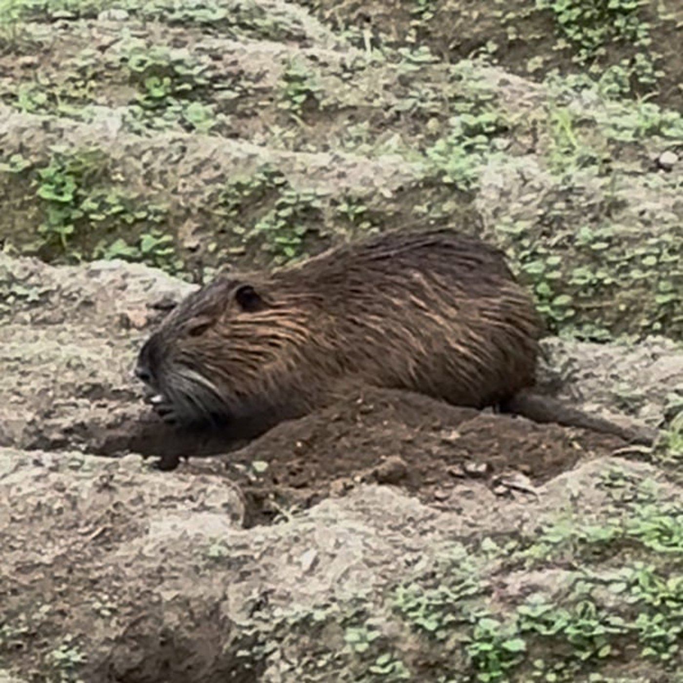 #1526【難題】自然界のバランスと動物との共存 #1526【難題】自然界のバランスと動物との共存