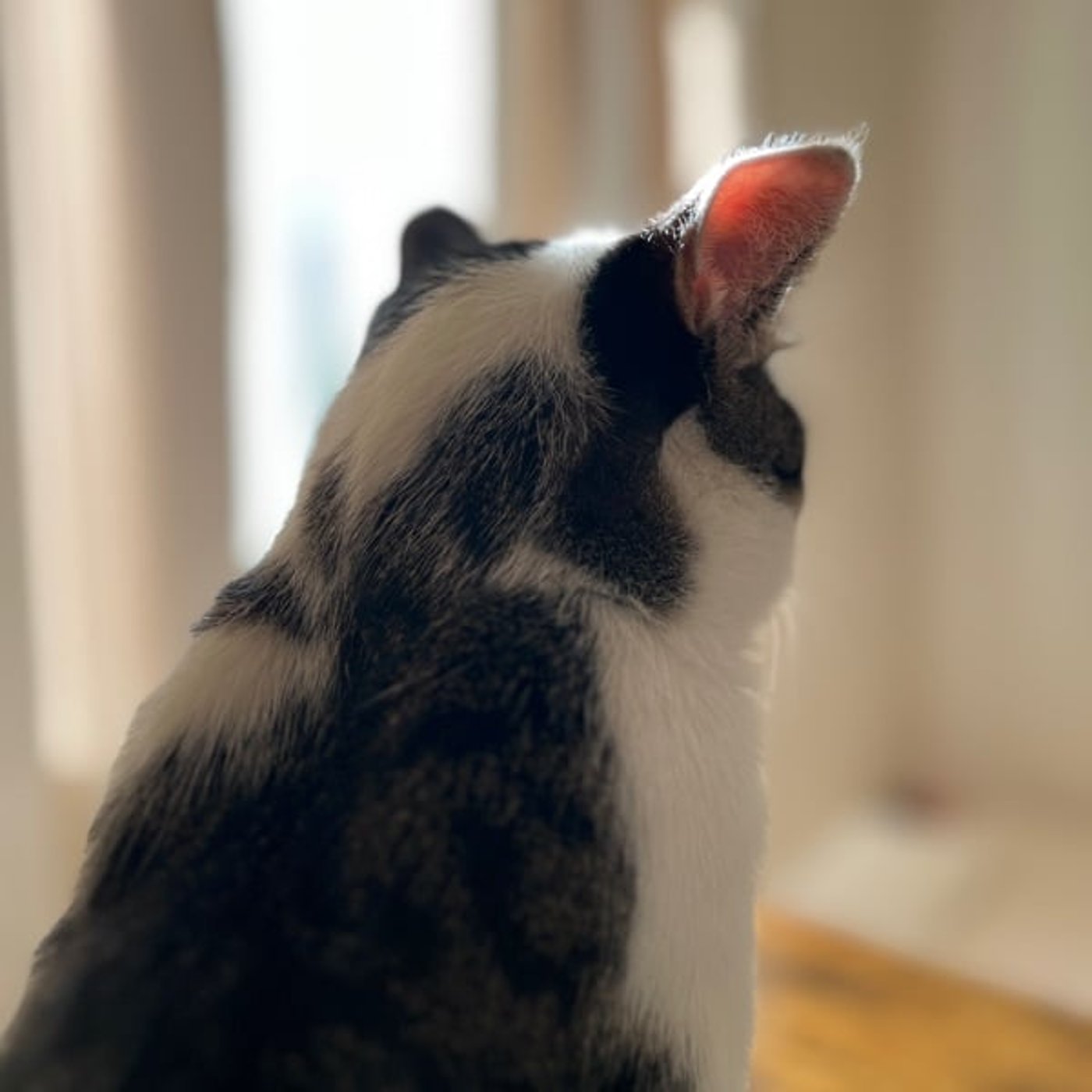 【九星学】集中・均衡・分散の三系統