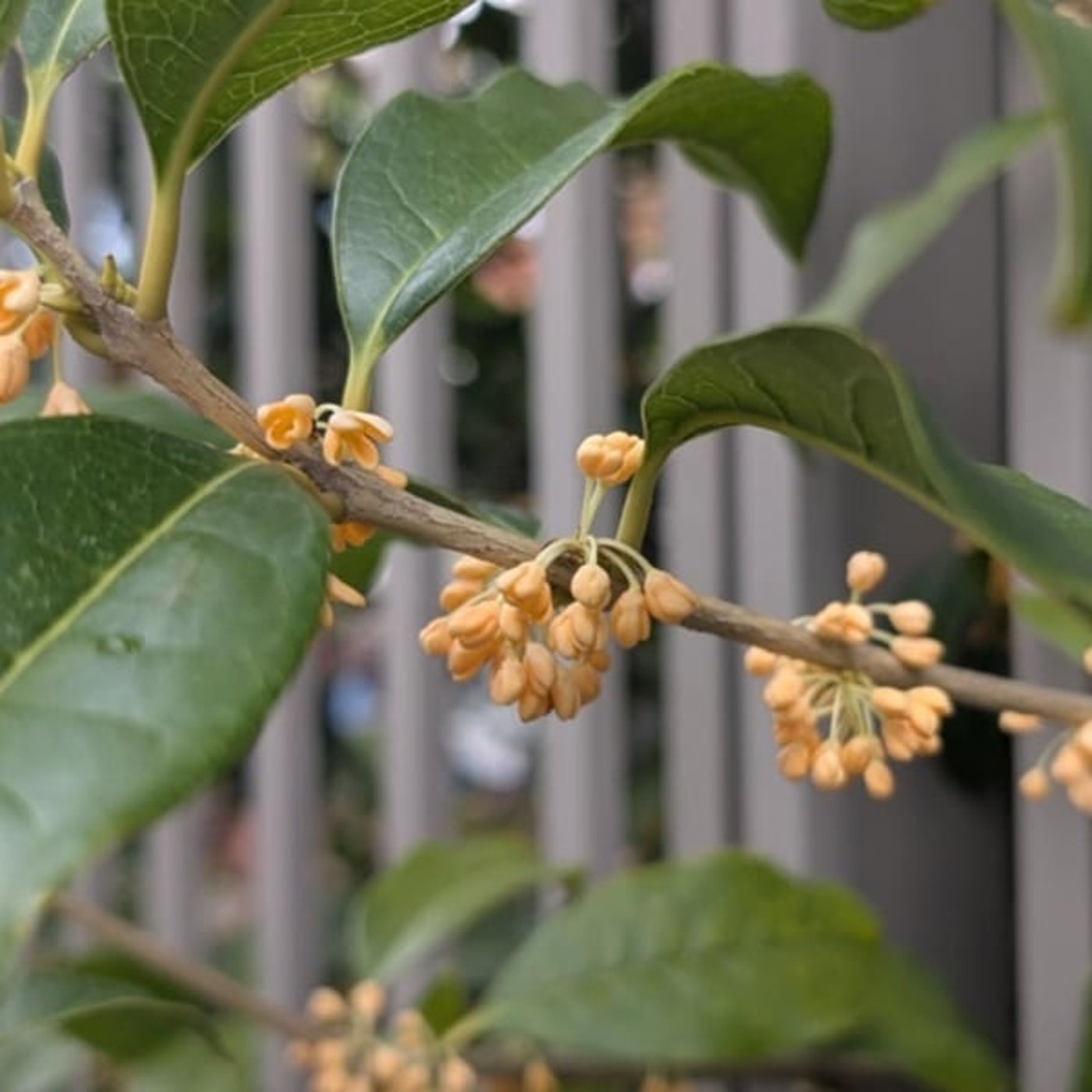 『話半分で👍🏻』　#1533  ‘25,11,03　文化の日🎌