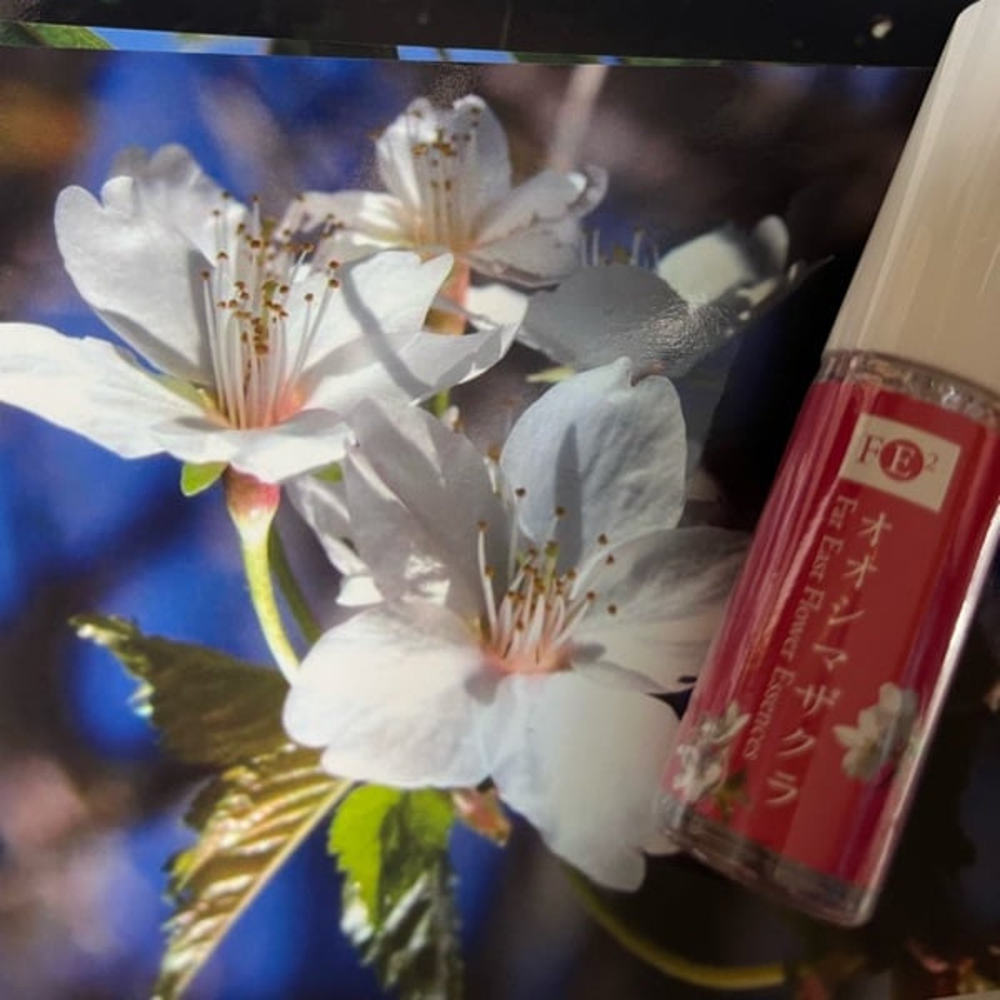 【今週のひとこと】YouTubeライブを終えて、1年の結果うけとる 🌸も紹介 【今週のひとこと】YouTubeライブを終えて、1年の結果うけとる 🌸も紹介