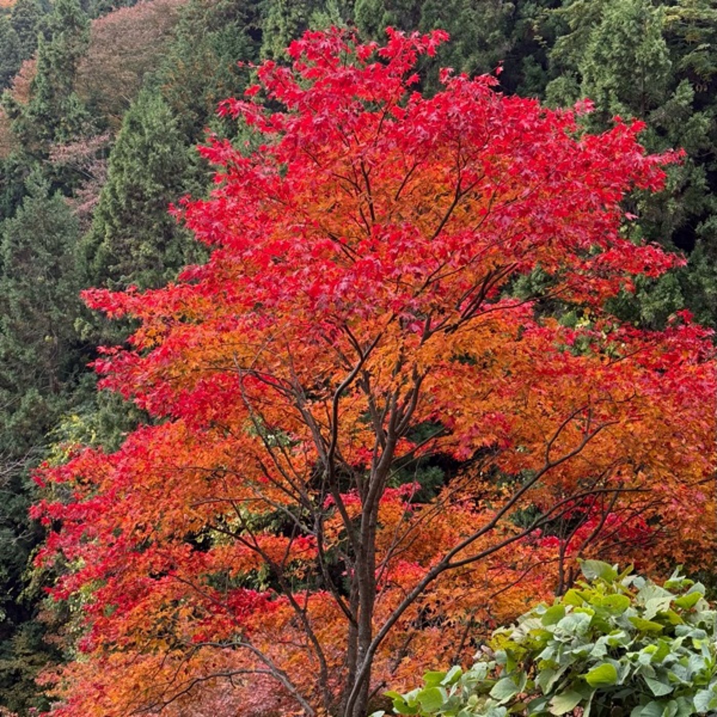 【第1058回】御岳山に行ってきました！！