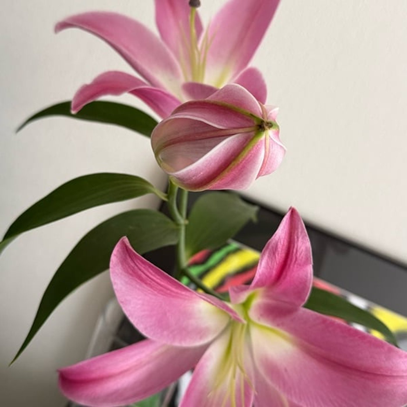 【第1060回】TikTok撮影してきたよ！！！