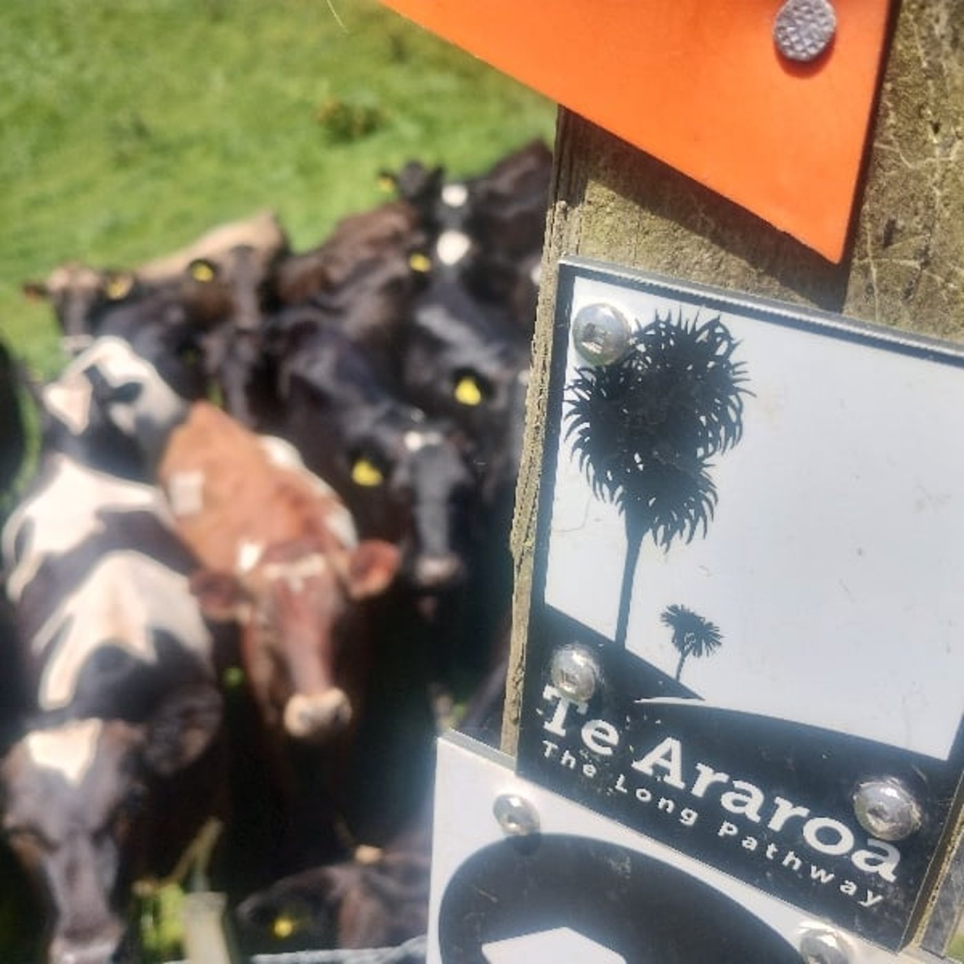 day36-2 ワーホリで入国した時には想像もしていなかった未来を今歩いている。