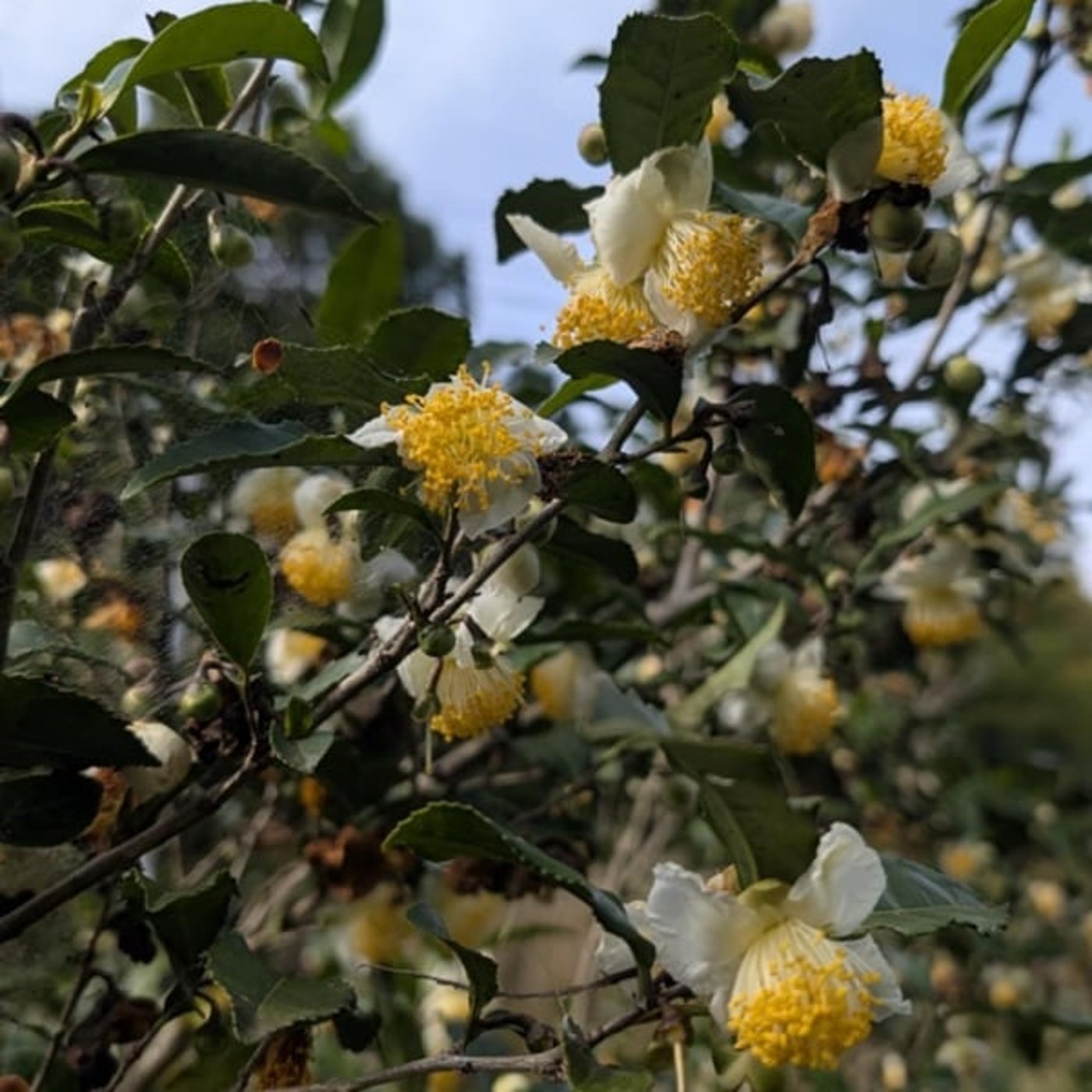 『話半分で👍🏻』　#1537  ‘25,11,07　立冬