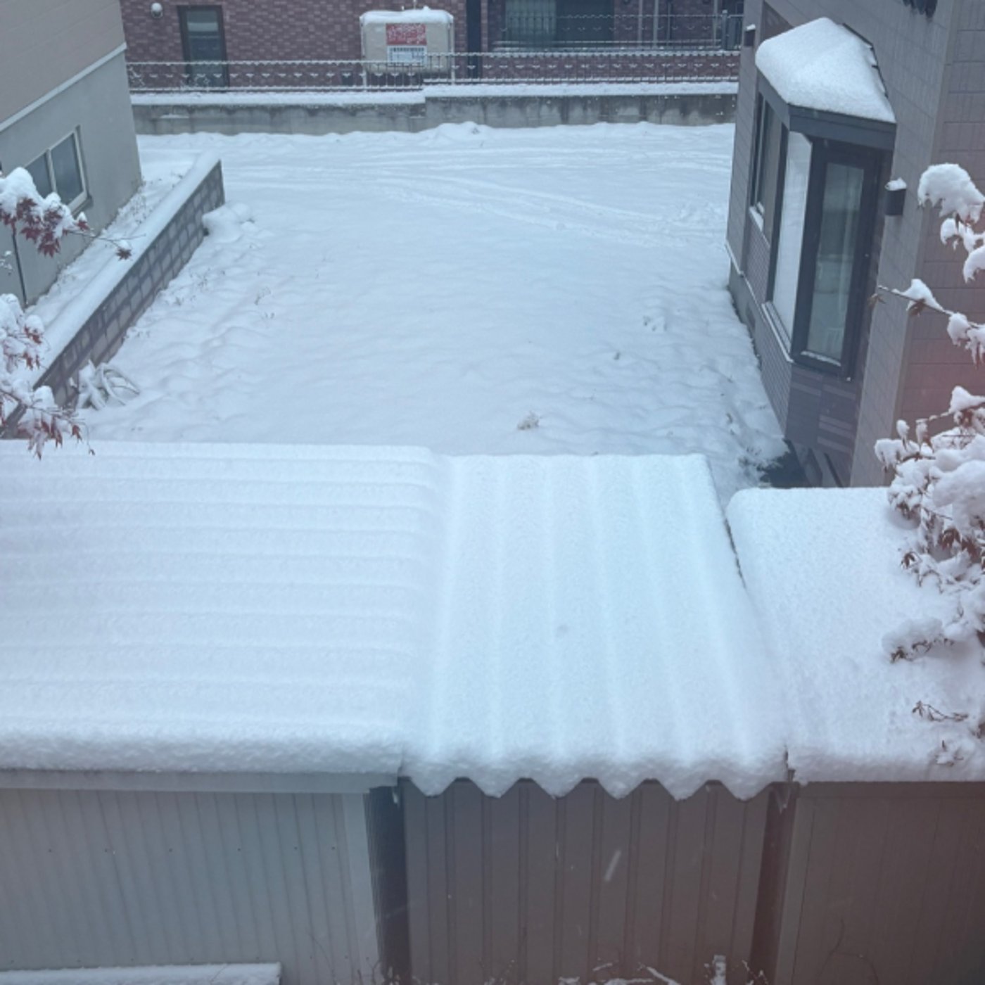 11.8 朝ライブ　外が白い☃️