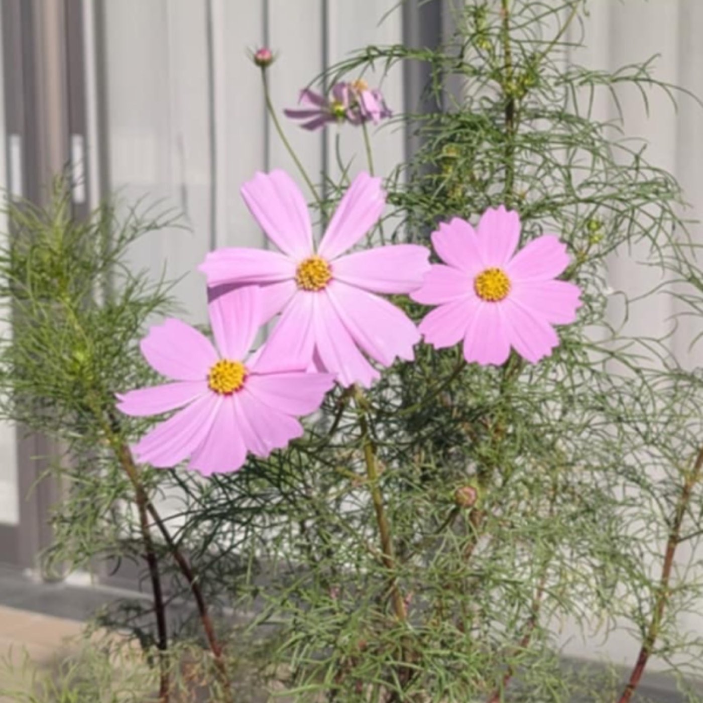 『話半分で👍🏻』　#1538  ‘25,11,09　換気の日