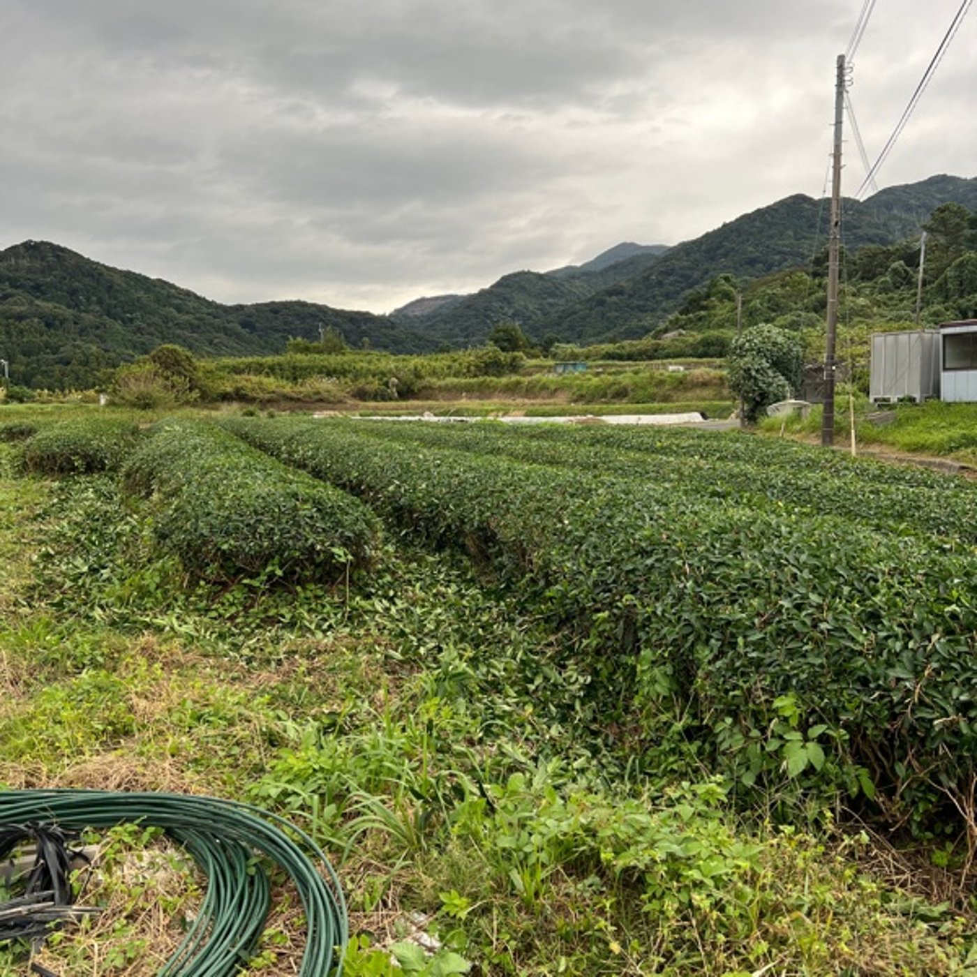 #556  本業の元氣茶やの話.どうって事ない話なんだけど興奮（笑）
