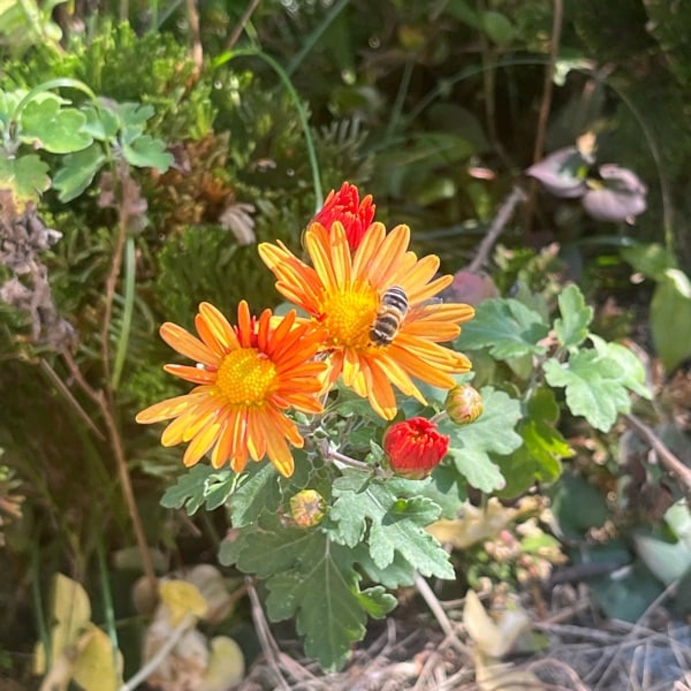 【今週のひとこと】土の世の終わりを見届ける切なさ、花の紹介も 【今週のひとこと】土の世の終わりを見届ける切なさ、花の紹介も