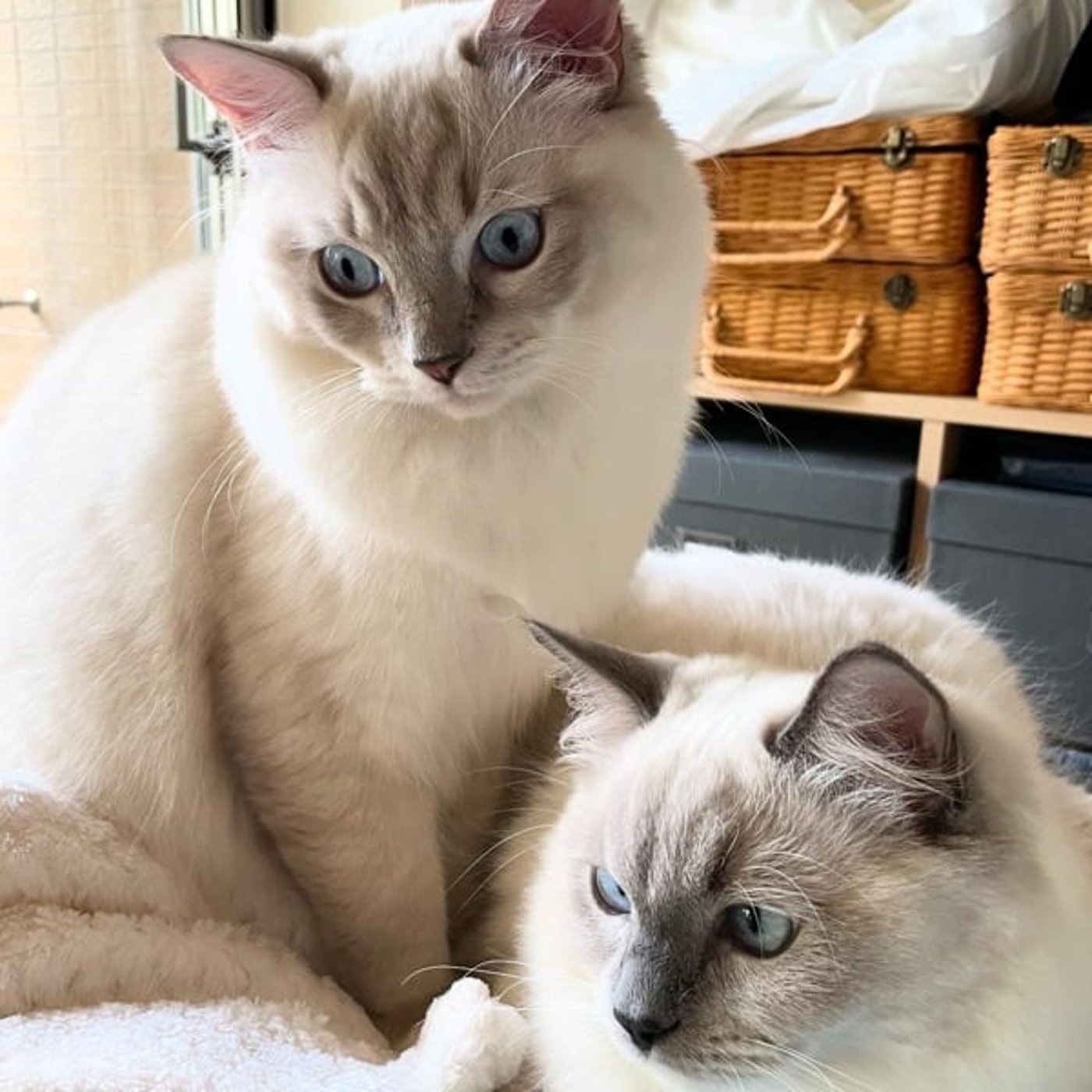 【号外!】蠍座の新月をまたいで制限を超えていけ! 【号外!】蠍座の新月をまたいで制限を超えていけ!