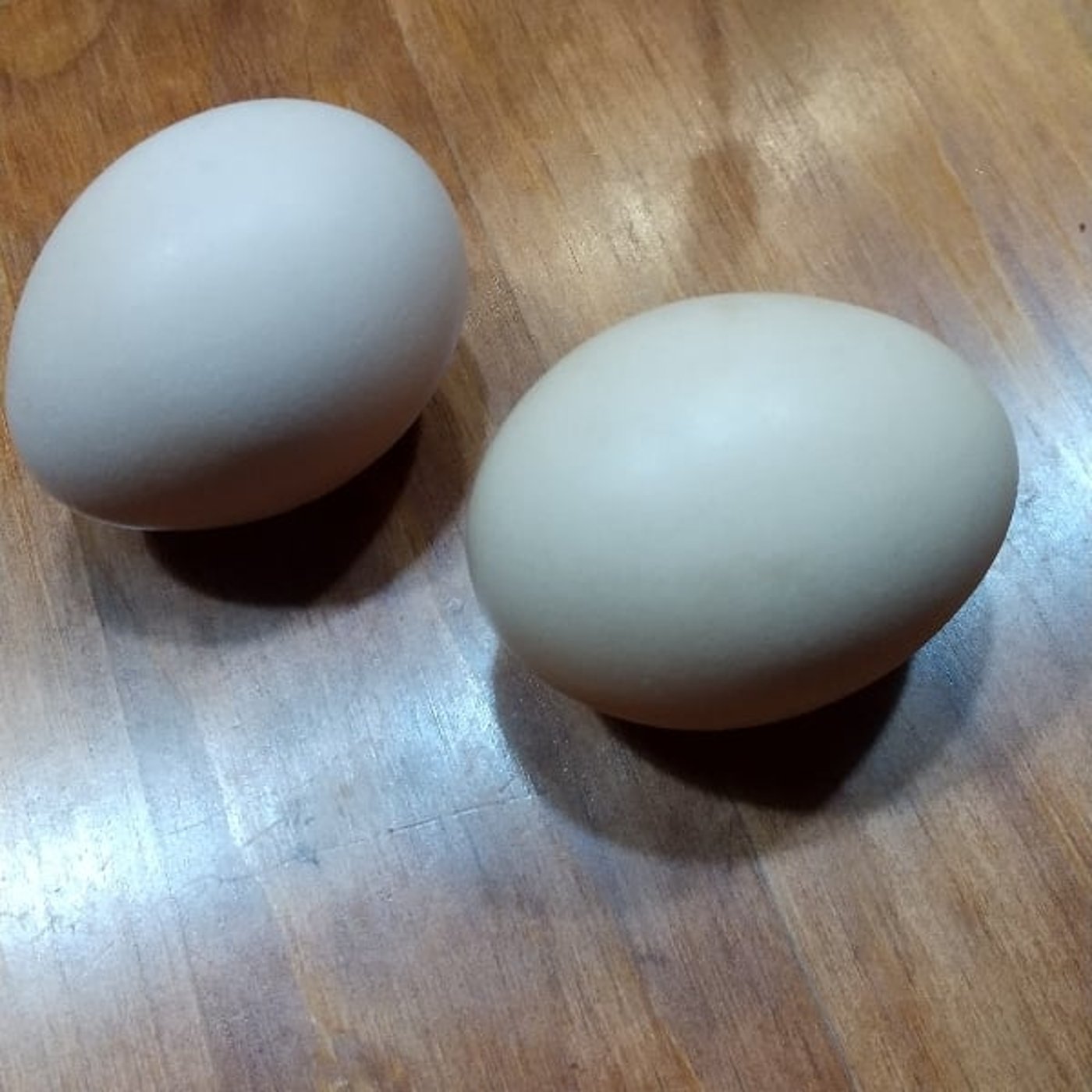 烏骨鶏の卵251116